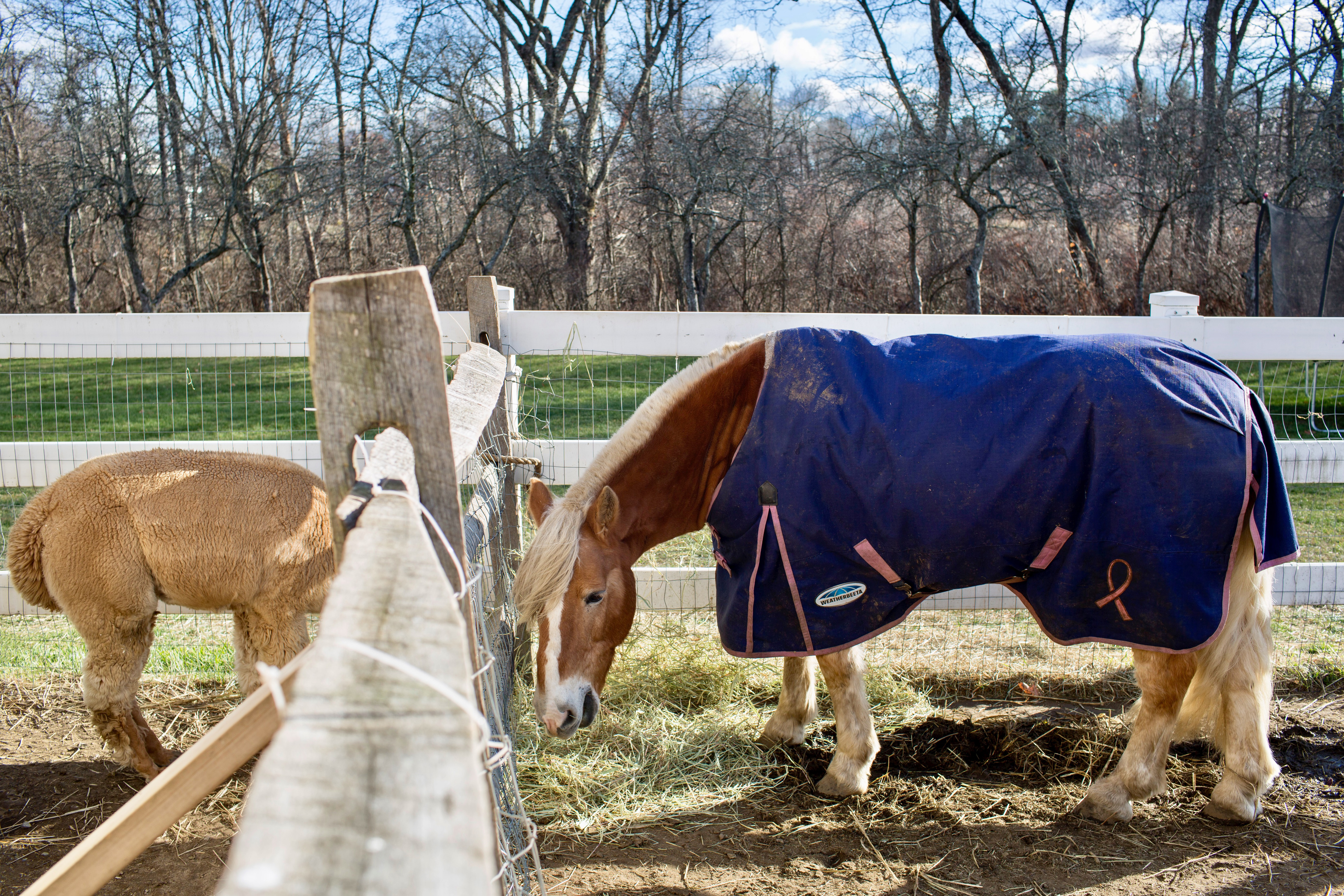 The farm also has goats, sheep, donkeys, a horse, and ducks.