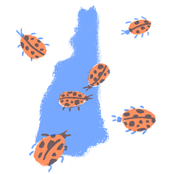New Hampshire state insect: Lady bug, 1977