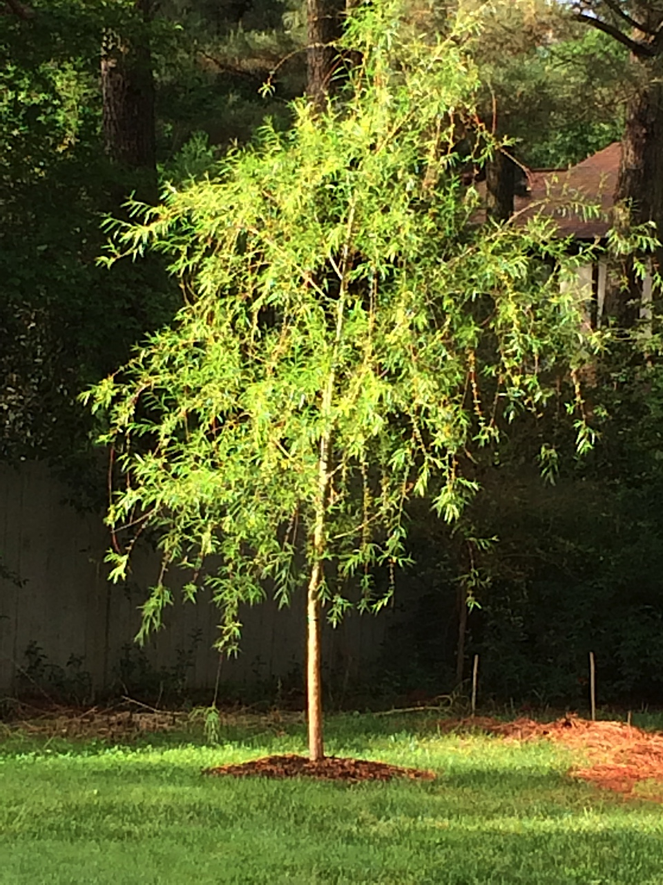 Rosemary's "Dorothy" tree about two months after it was planted in honor of Dorothy Curtin.