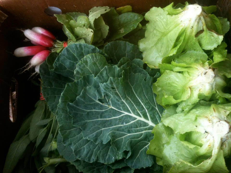 Greens harvested locally by City Growers.