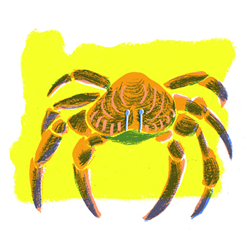 Oregon state crustacean: Dungeness crab, 2009