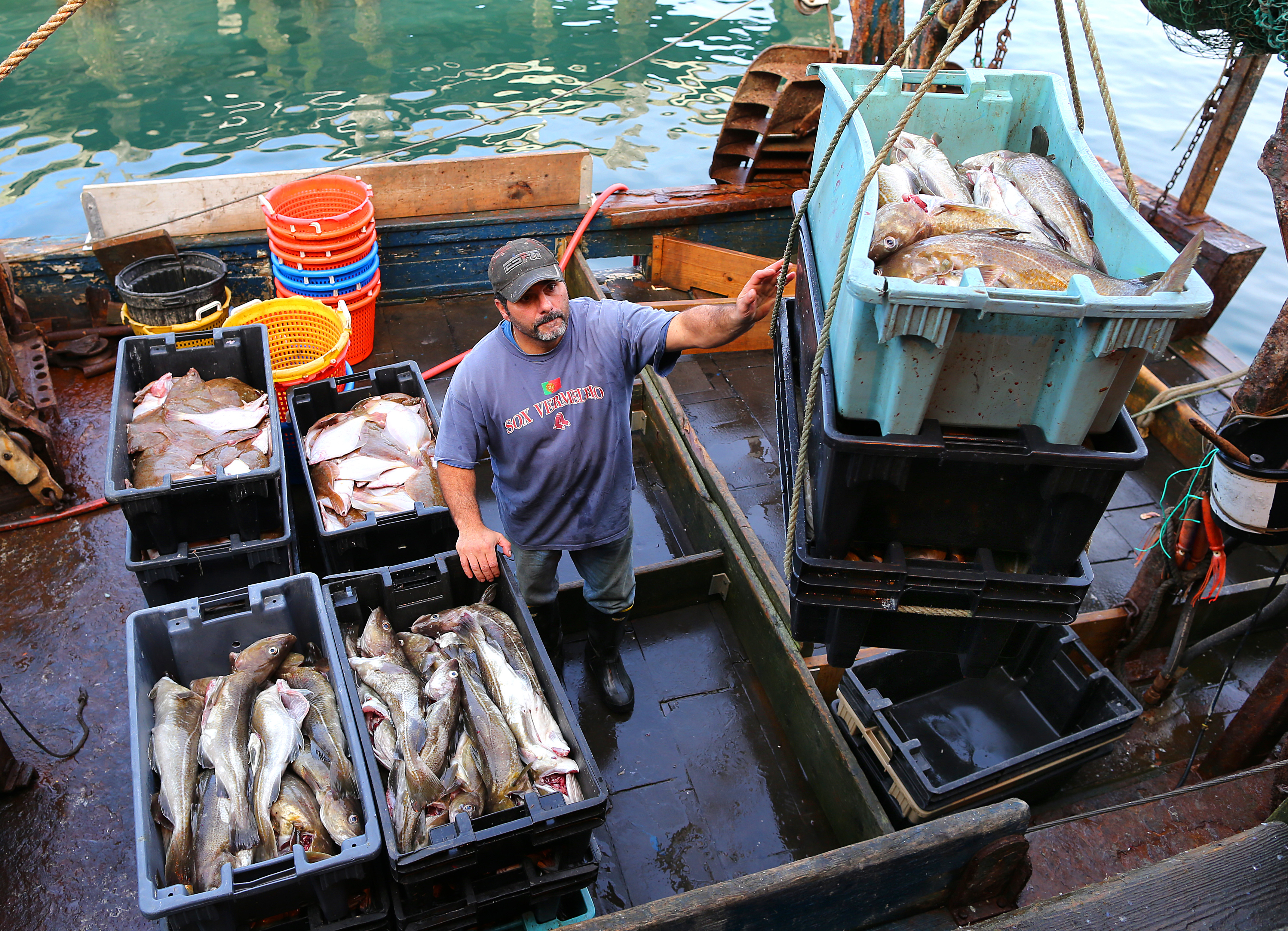Many of the region’s commercial fishermen take issue with the surveys, saying the historic fishery has been fully rebuilt. Above: In Gloucester, Al Cottone unloaded 1,184 pounds of cod from his boat in 2014.