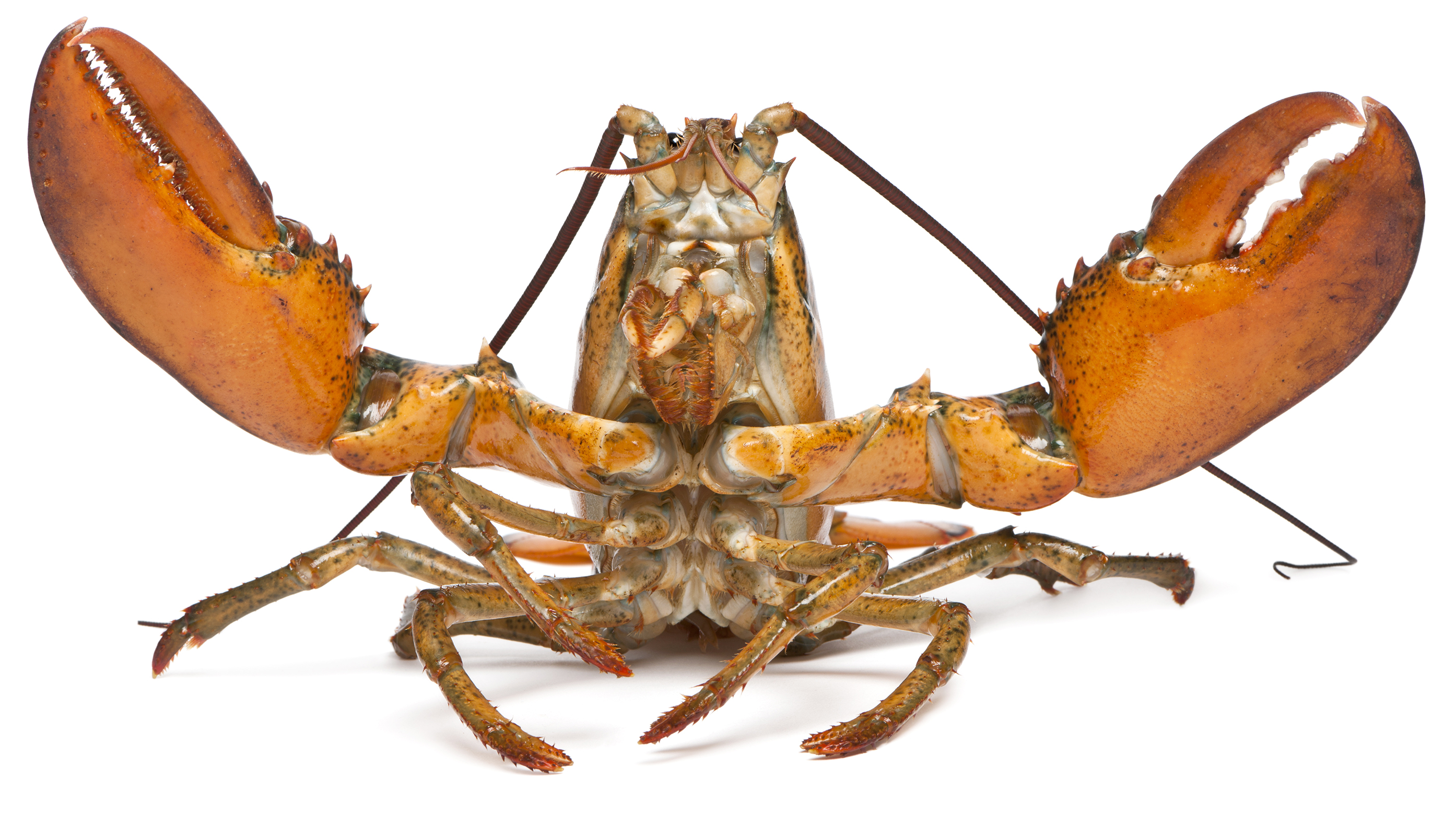 A rolling boil over a potential EU lobster ban The Boston Globe