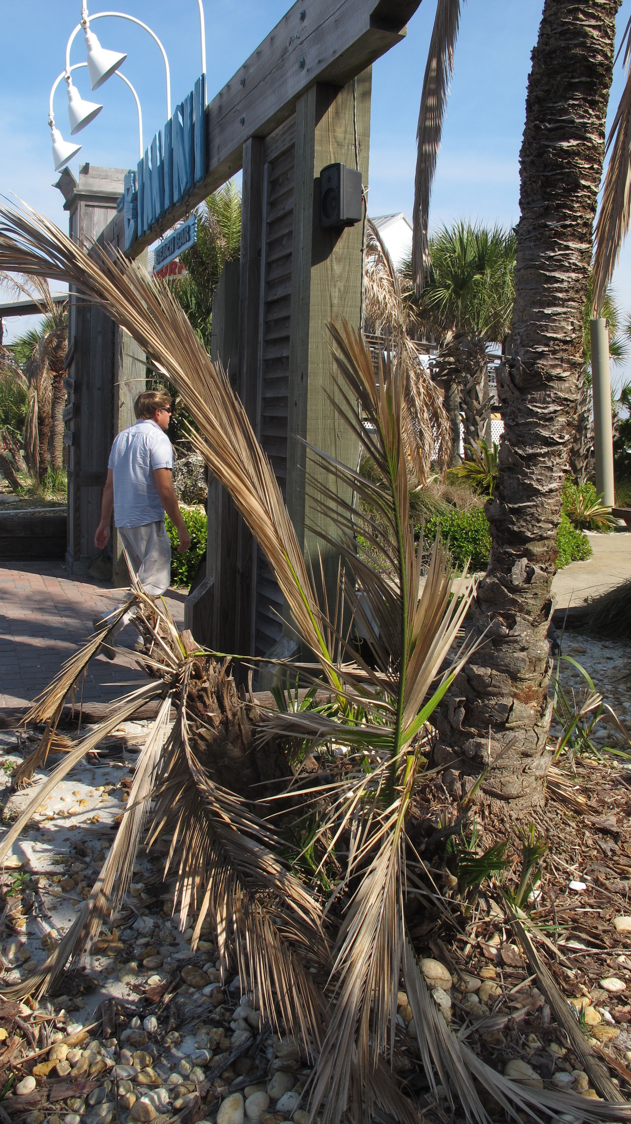 Freeze leaves Florida Panhandle with dead trees - The Boston Globe