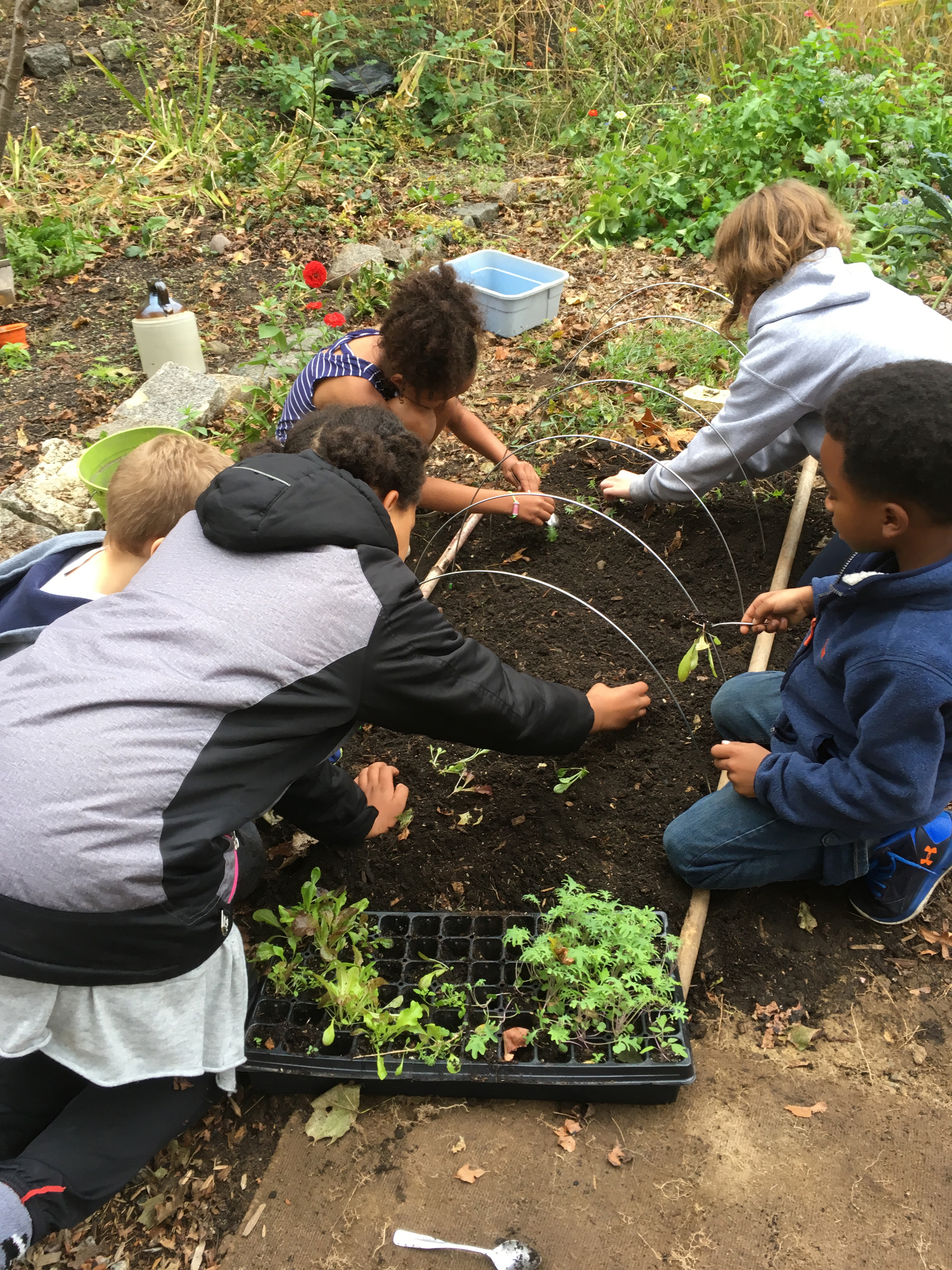 Planting a winter garden at the JP Green School, an alternative program for home-schoolers.