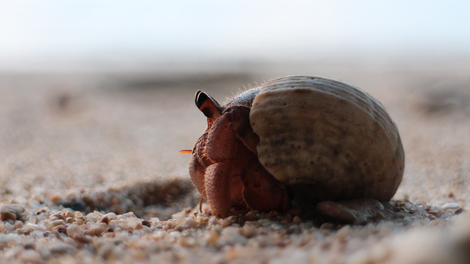 THE OTHER TIDE Medium Turbo Hermit Crab Glow in Dark Shell Best Chance Sales