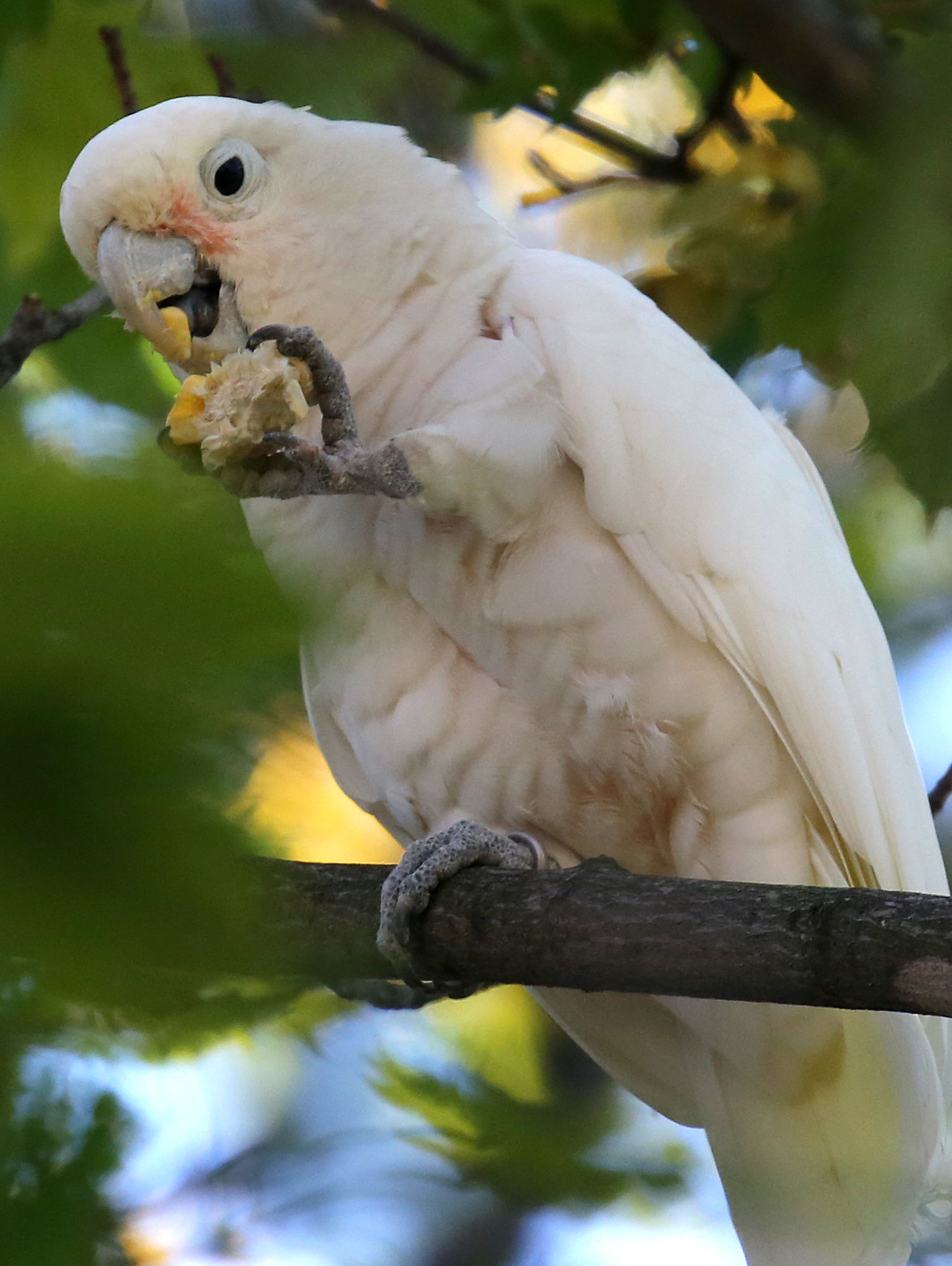 Corn is Dino’s favorite. “He uses one leg to eat,” Tai Ta said, “like a person.”