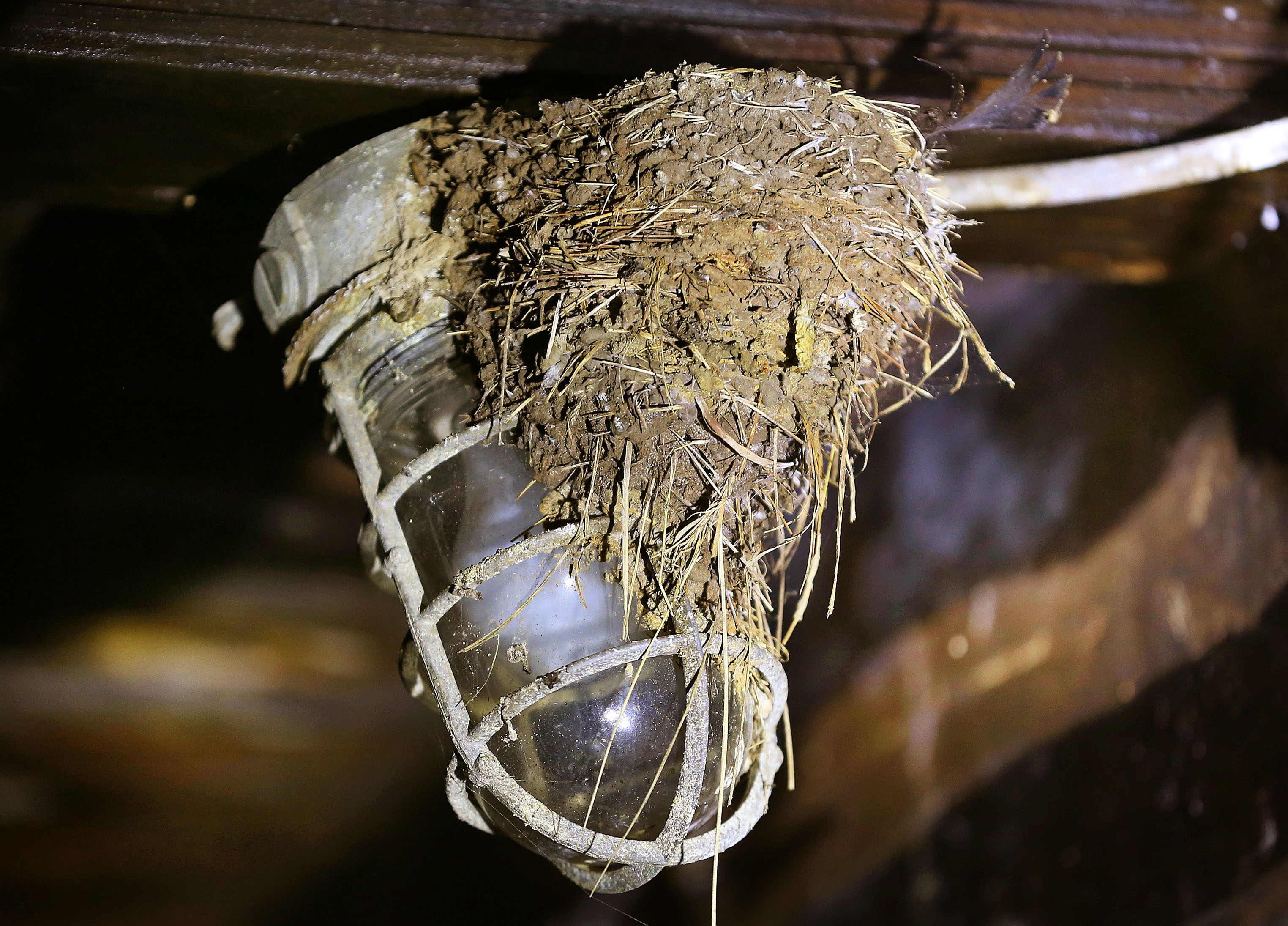 A barn swallow’s nest, attached to a light fixture.