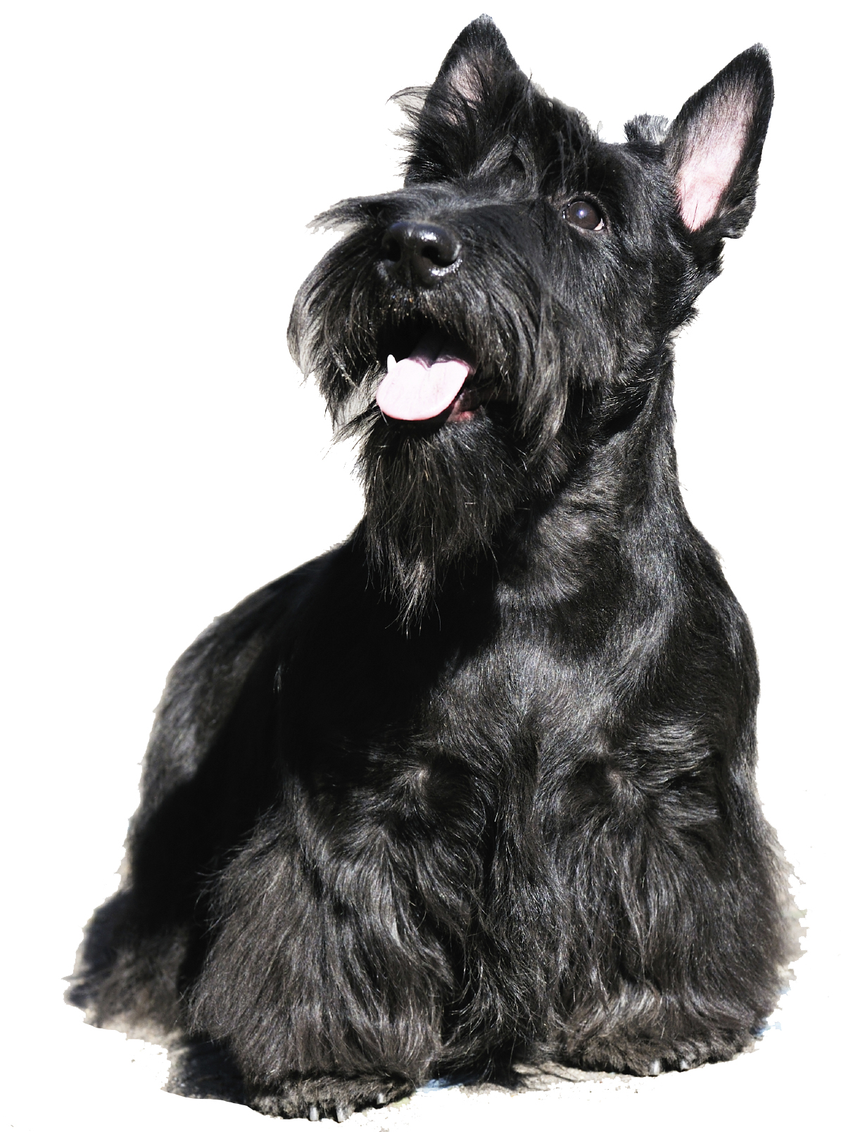 A black Scottish terrier.