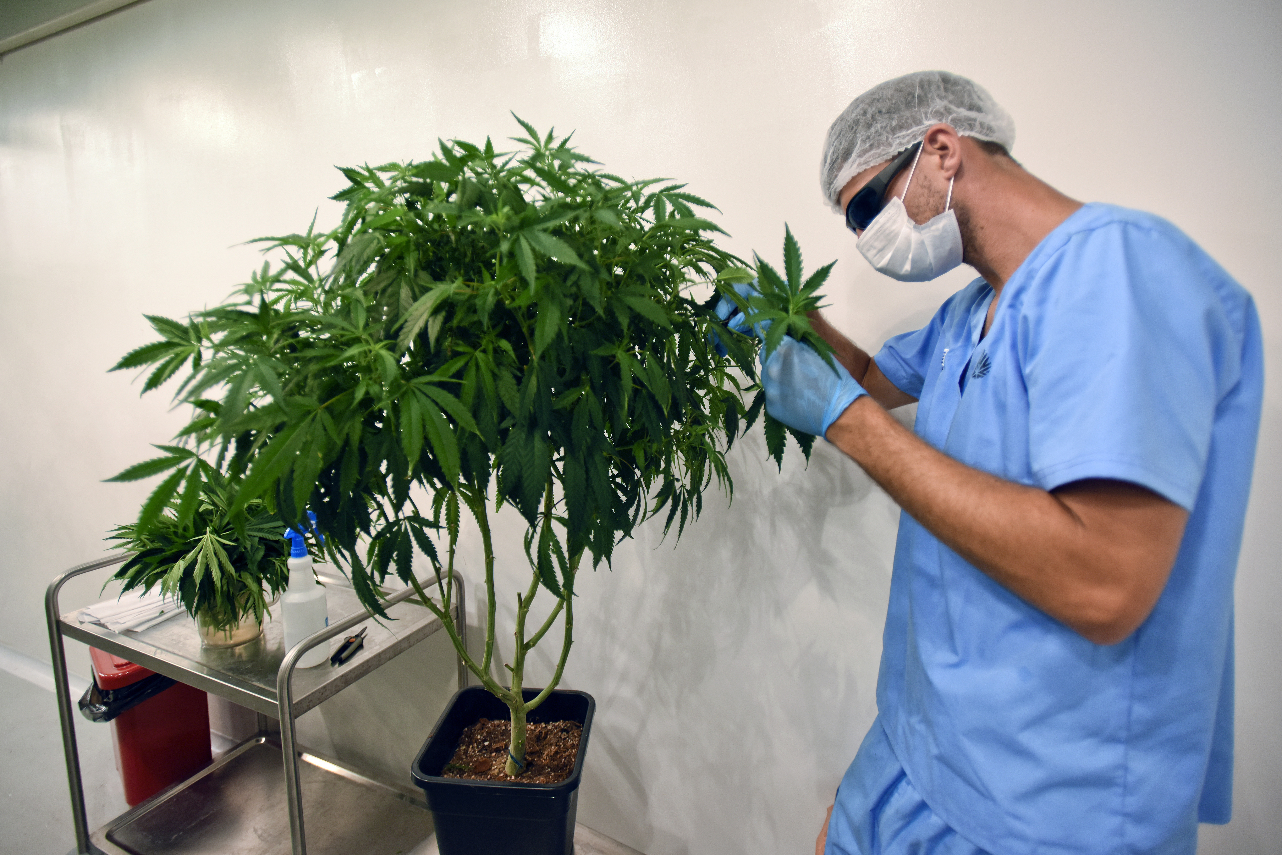 Cannabis is America’s fastestgrowing job sector — but can feel like a