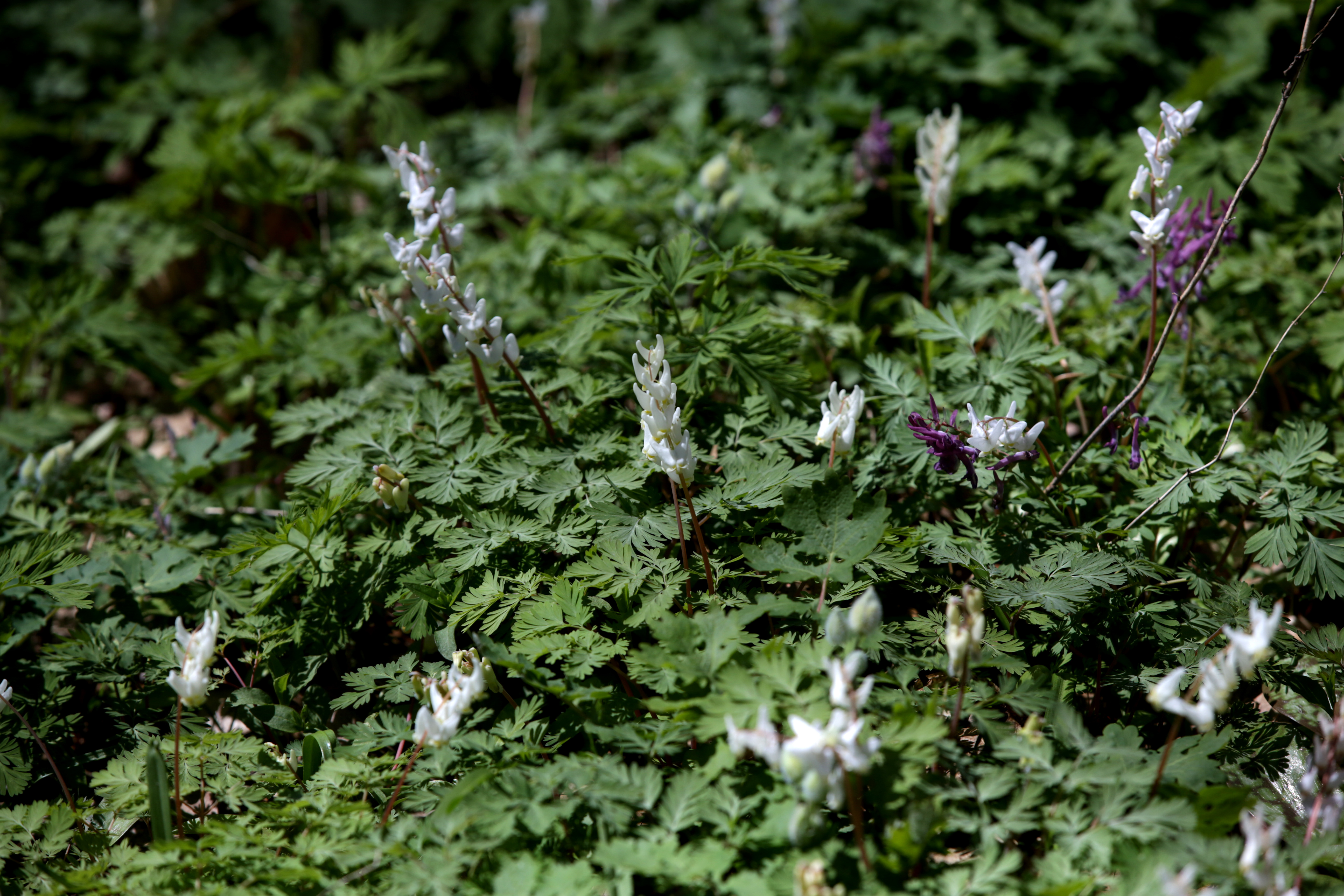 Dutchman's Breeches at Garden in The Woods.