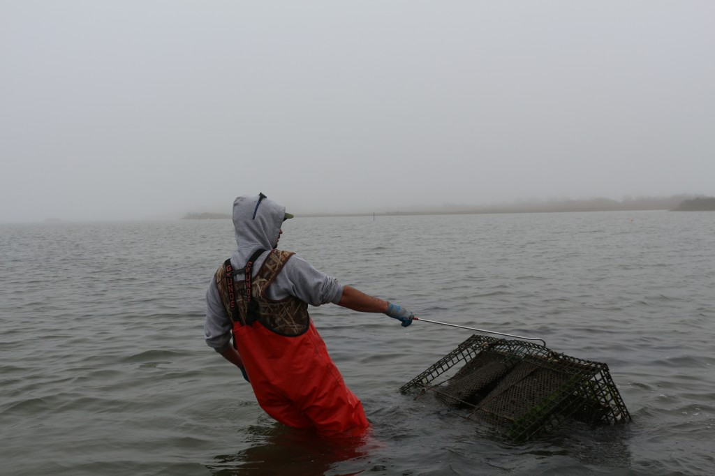 Jules Opton-Himmel of Walrus and Carpenter Oysters in Ninigret, R.I., pulls an oyster cage out of the ocean.