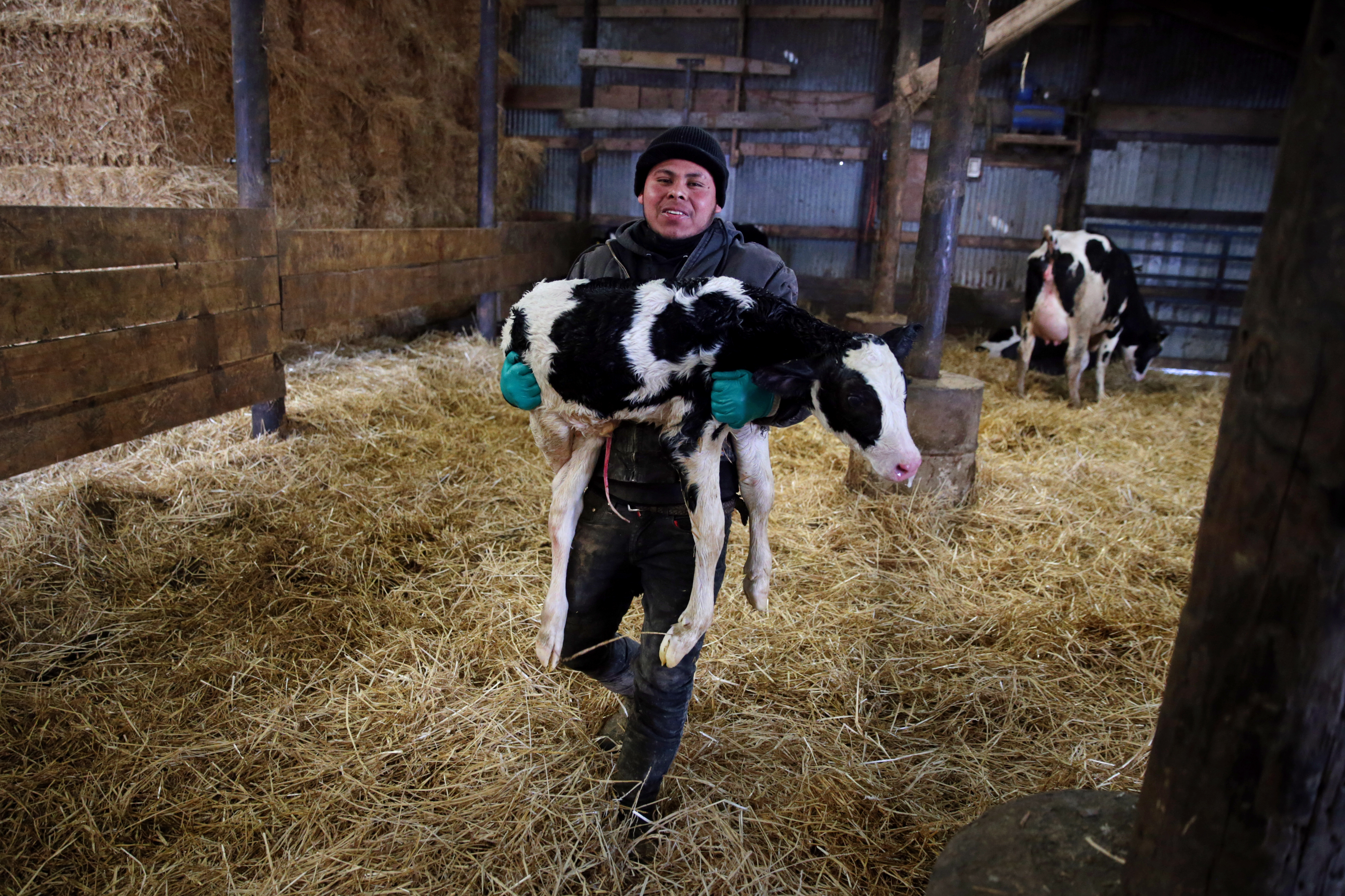 Arnoldo, from Guatemala, cared for a newborn calf at the Caledonia farm.