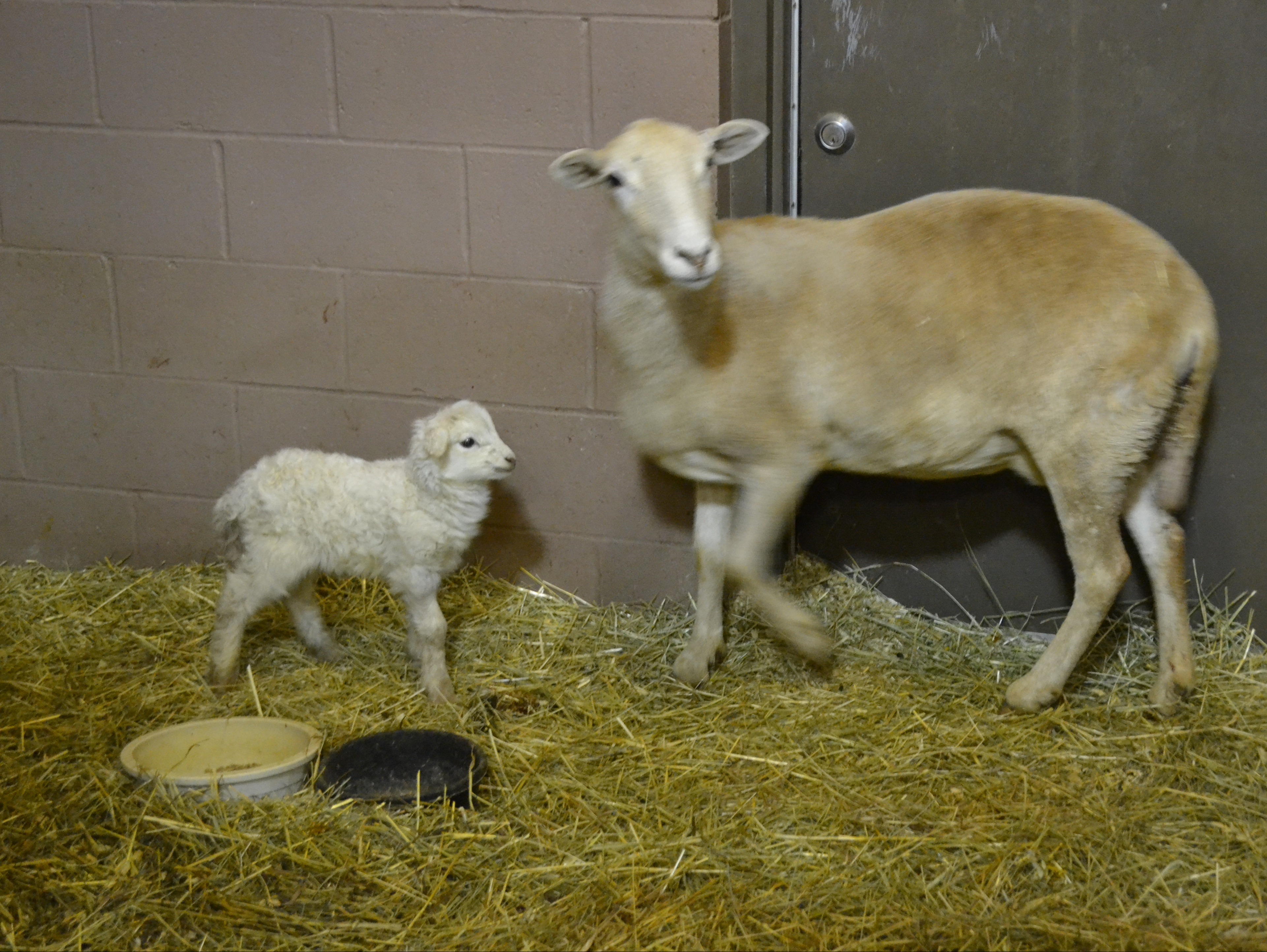 A rescued ewe and her lamb, now in New York.