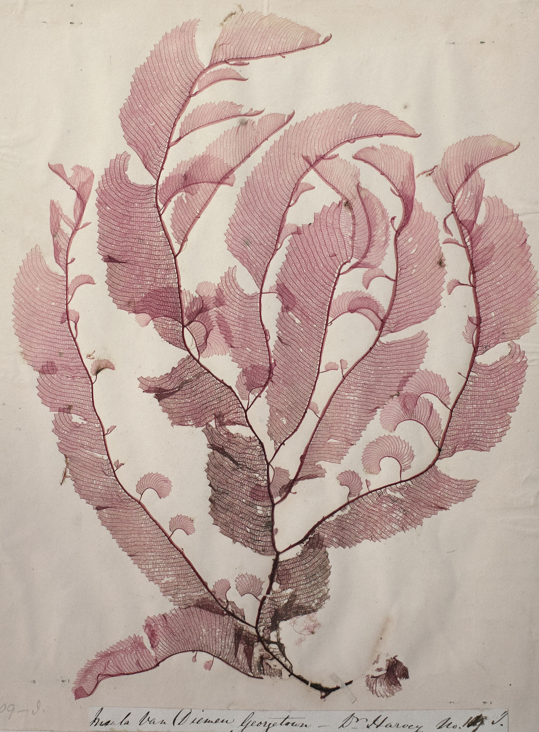 A dried specimen of red alga from "Seaweeds: Edible, Available & Sustainable."