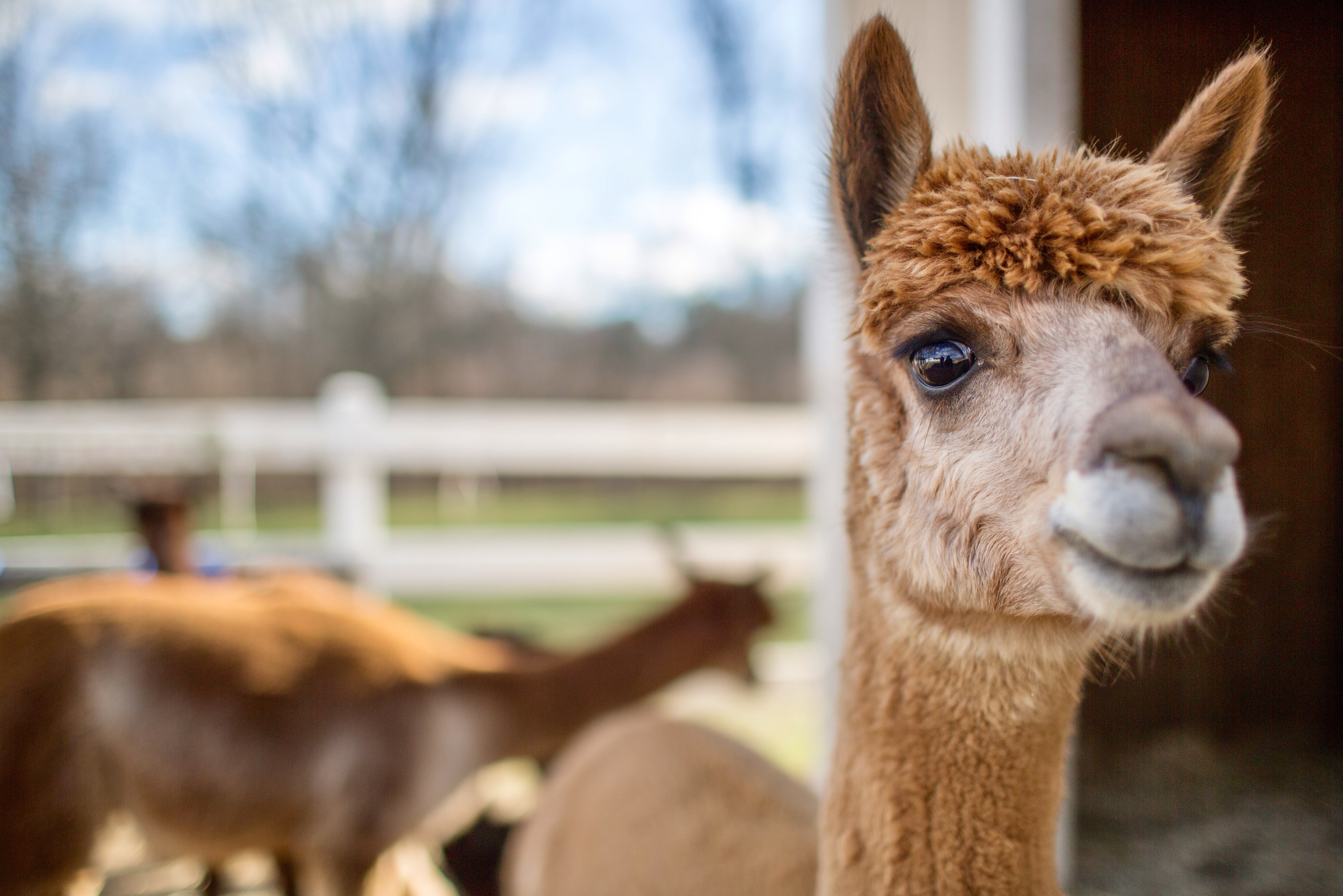 Alpacas at Luina Greine Farm.