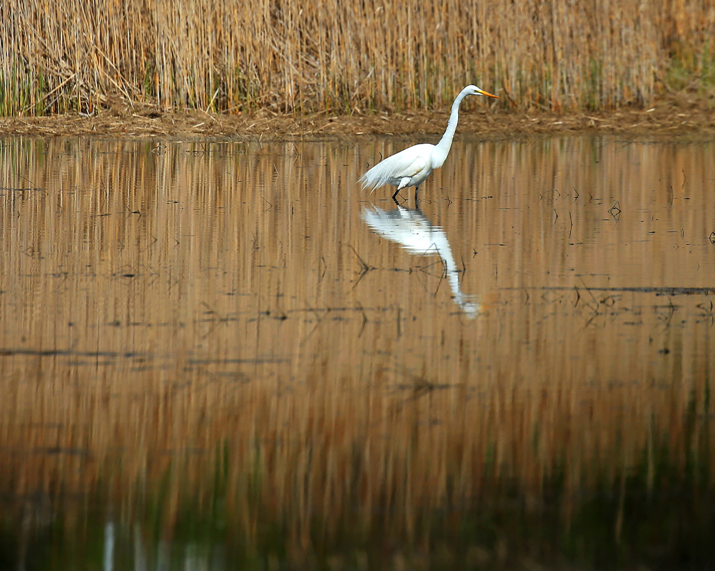 An egret in the marsh, which stretches from the Crane Wildlife Refuge in Ipswich and Essex north to Newburyport