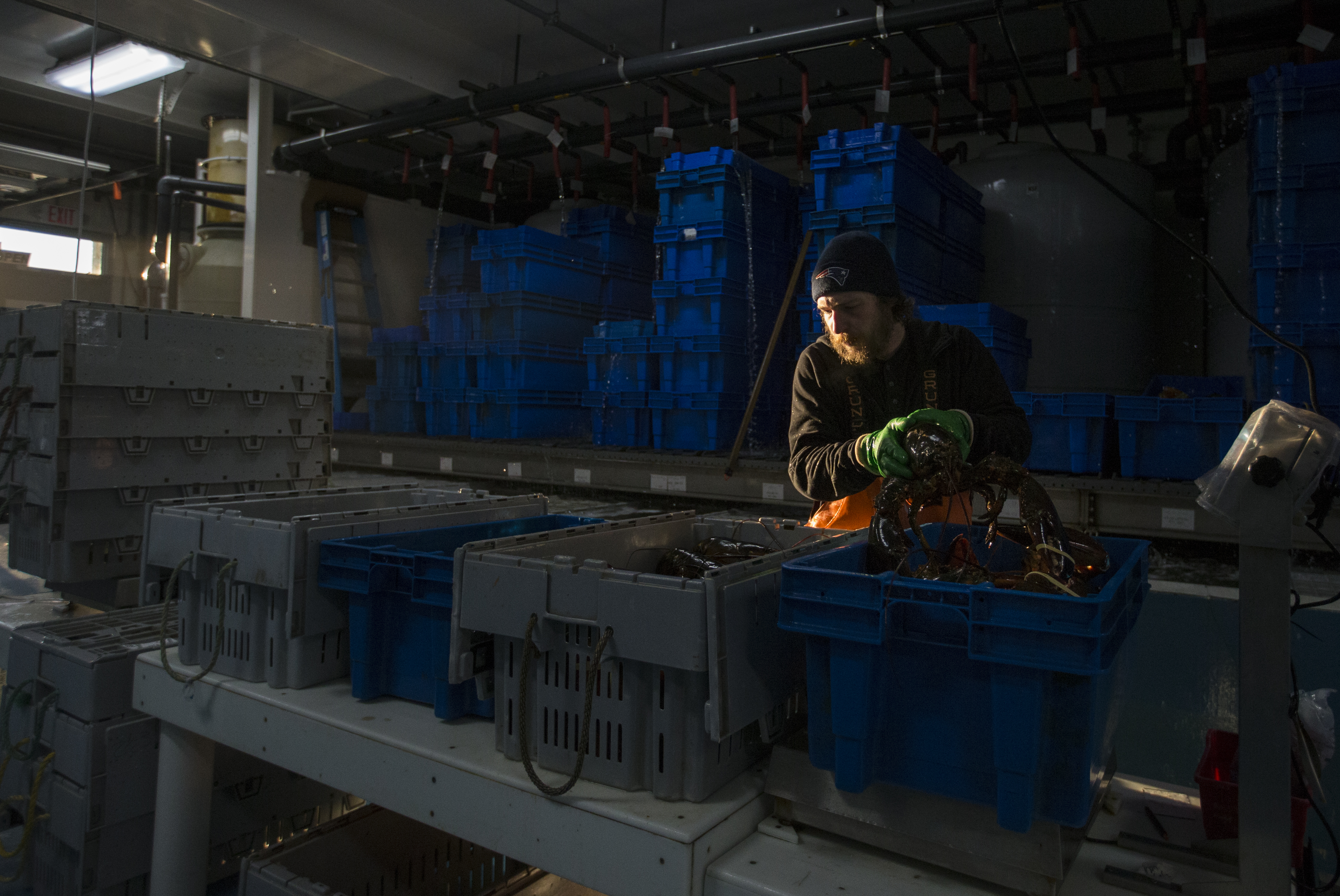 Shane Walker, a worker at Maine Coast, sorted through a crate full of lobster.