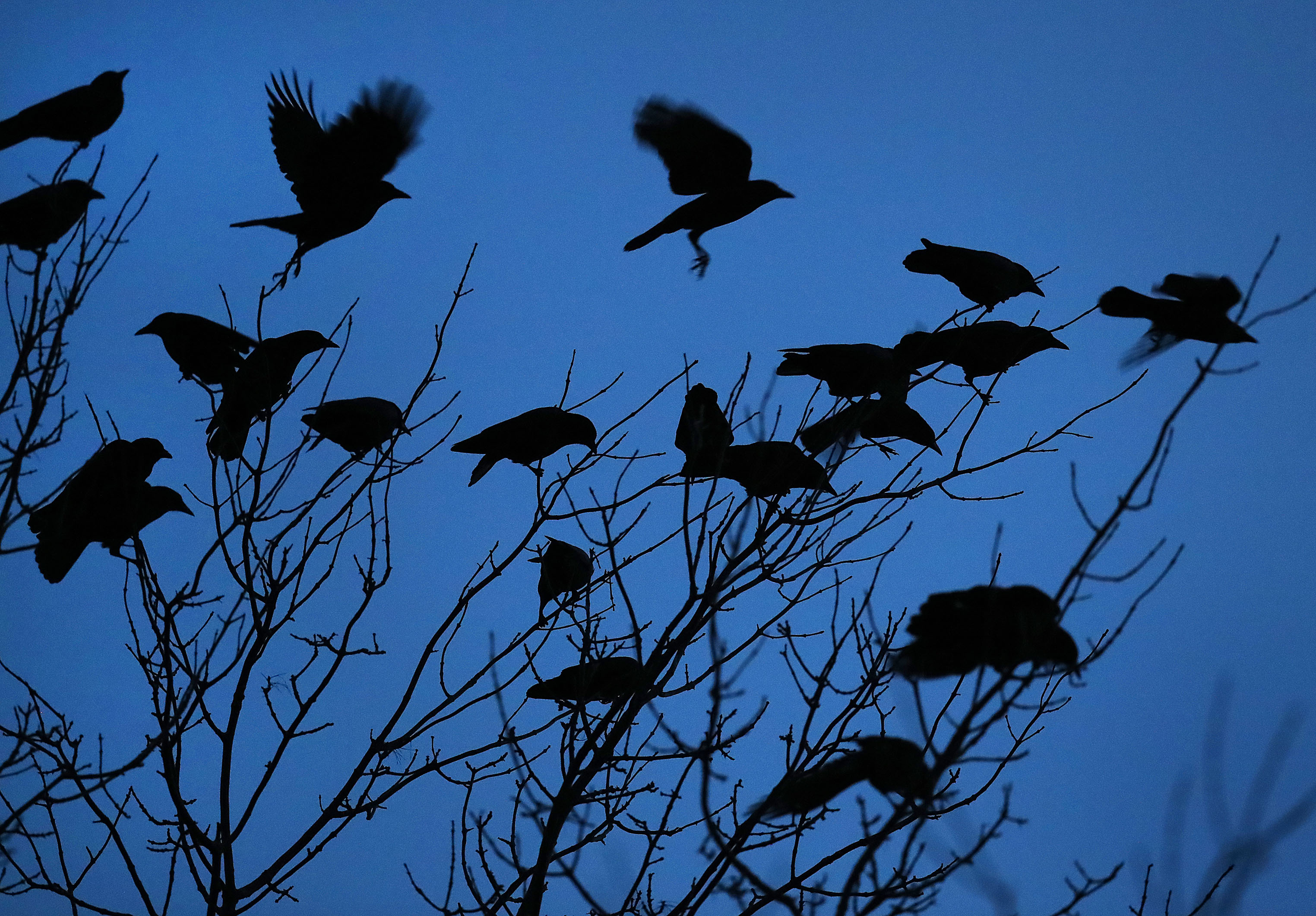 Crows land and takeoff from a tree on the banks of the Merrimack River.