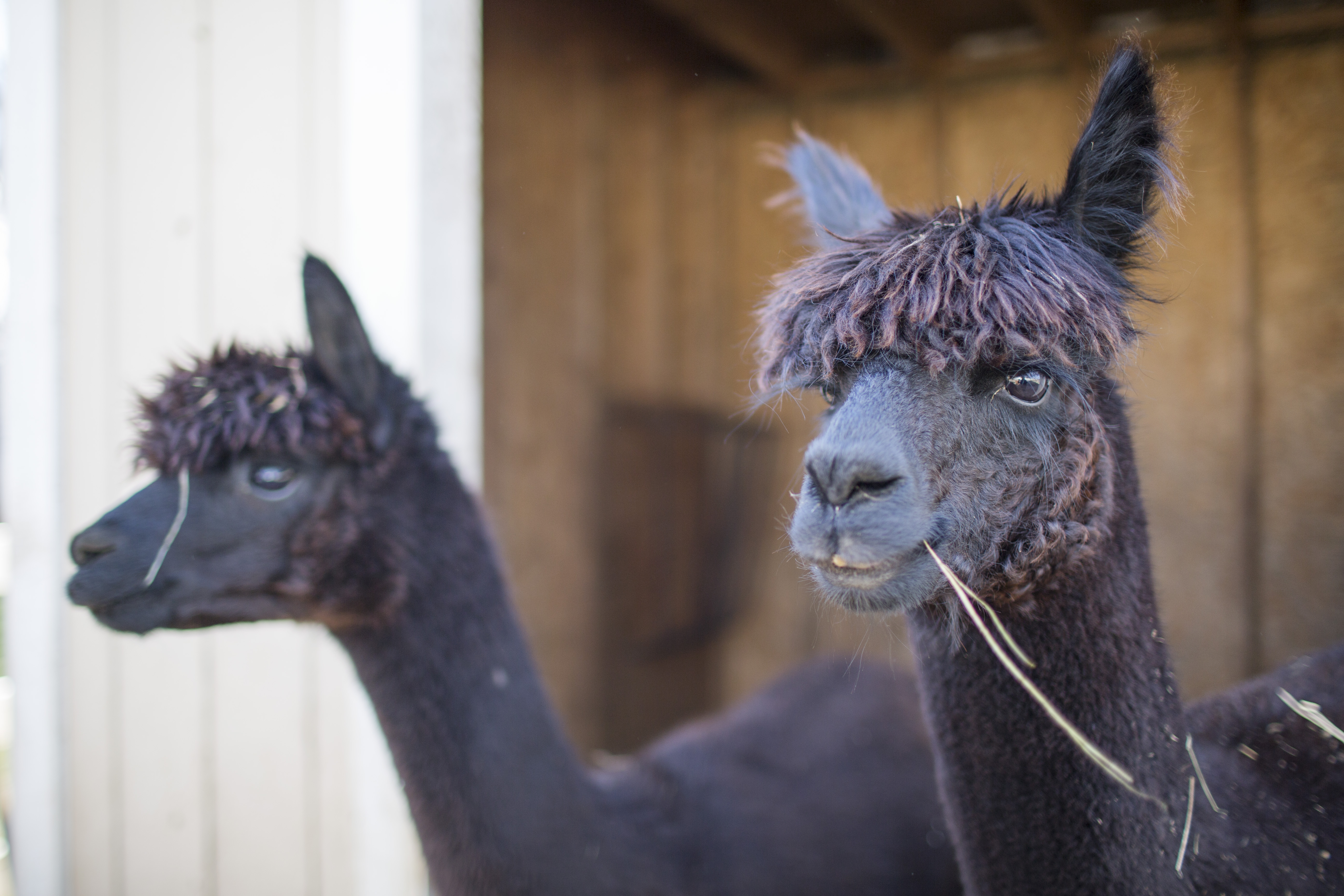 Alpacas at Luina Greine Farm.