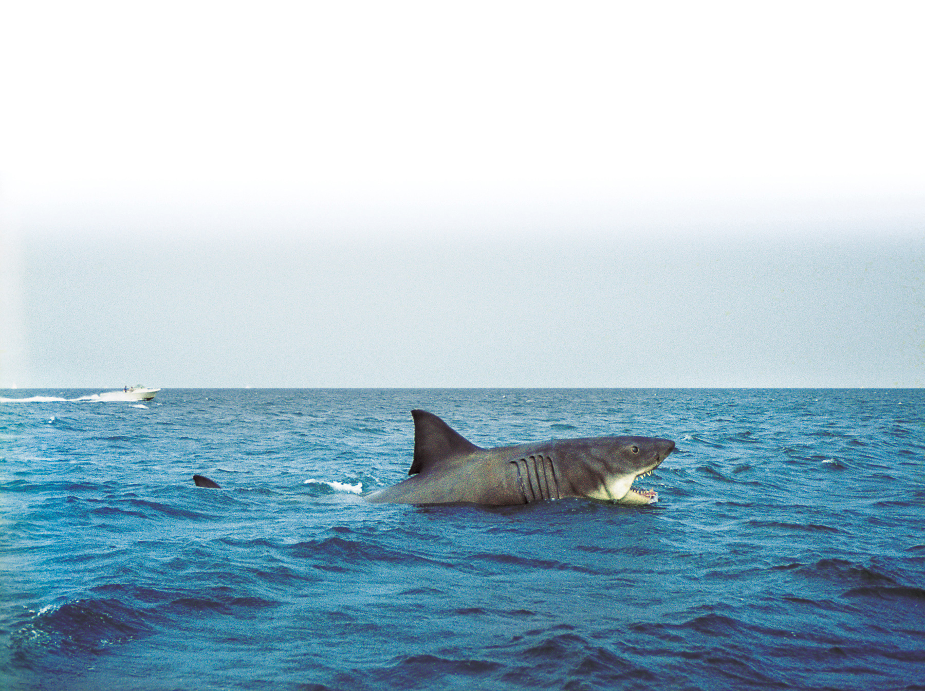 The movie “Jaws,” featuring mechanical sharks like this one on the Martha’s Vineyard set, still captivates beachgoers today.