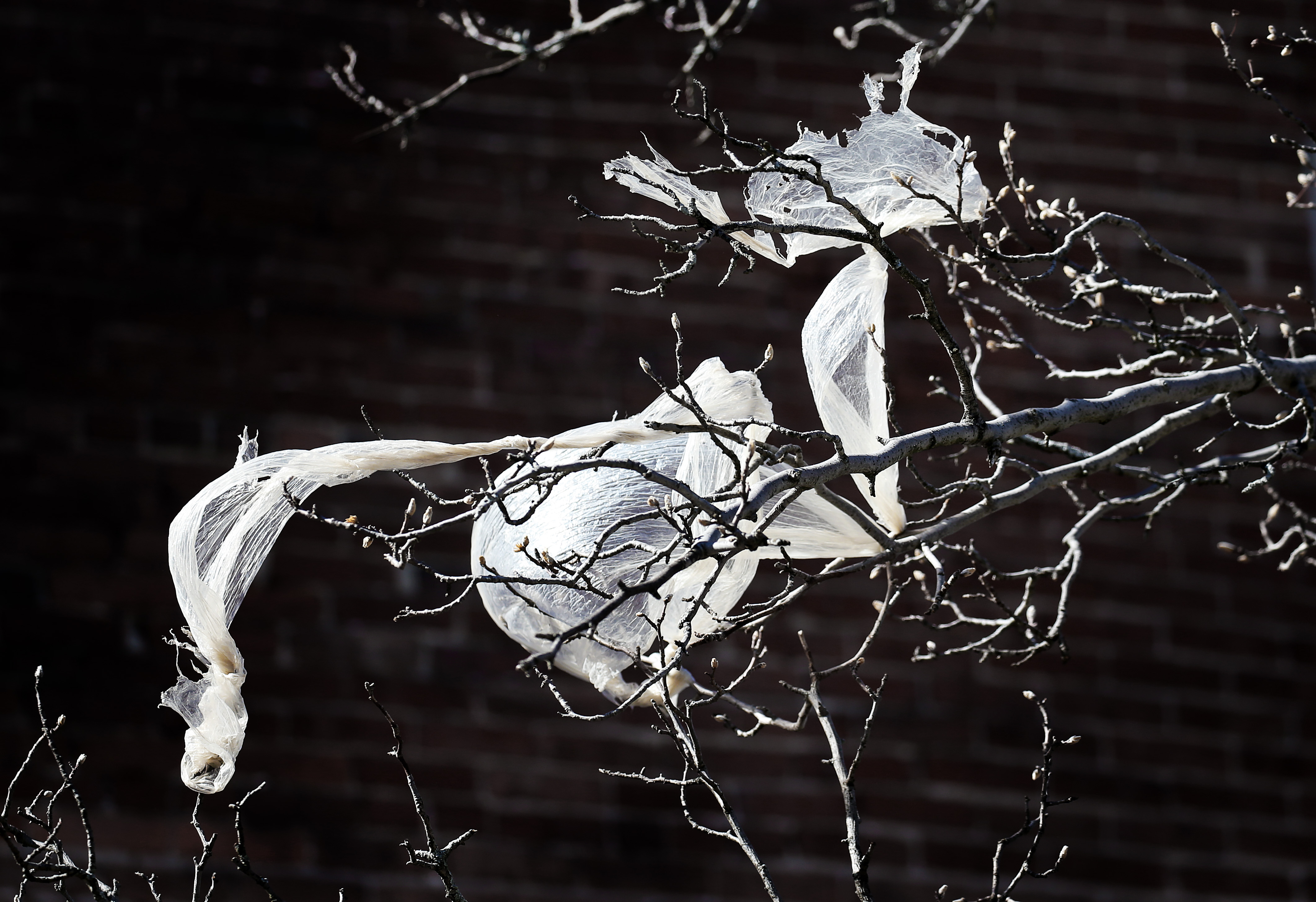 A plastic bag was stuck in the branches of a tree on Bishop Allen Drive in Cambridge.
