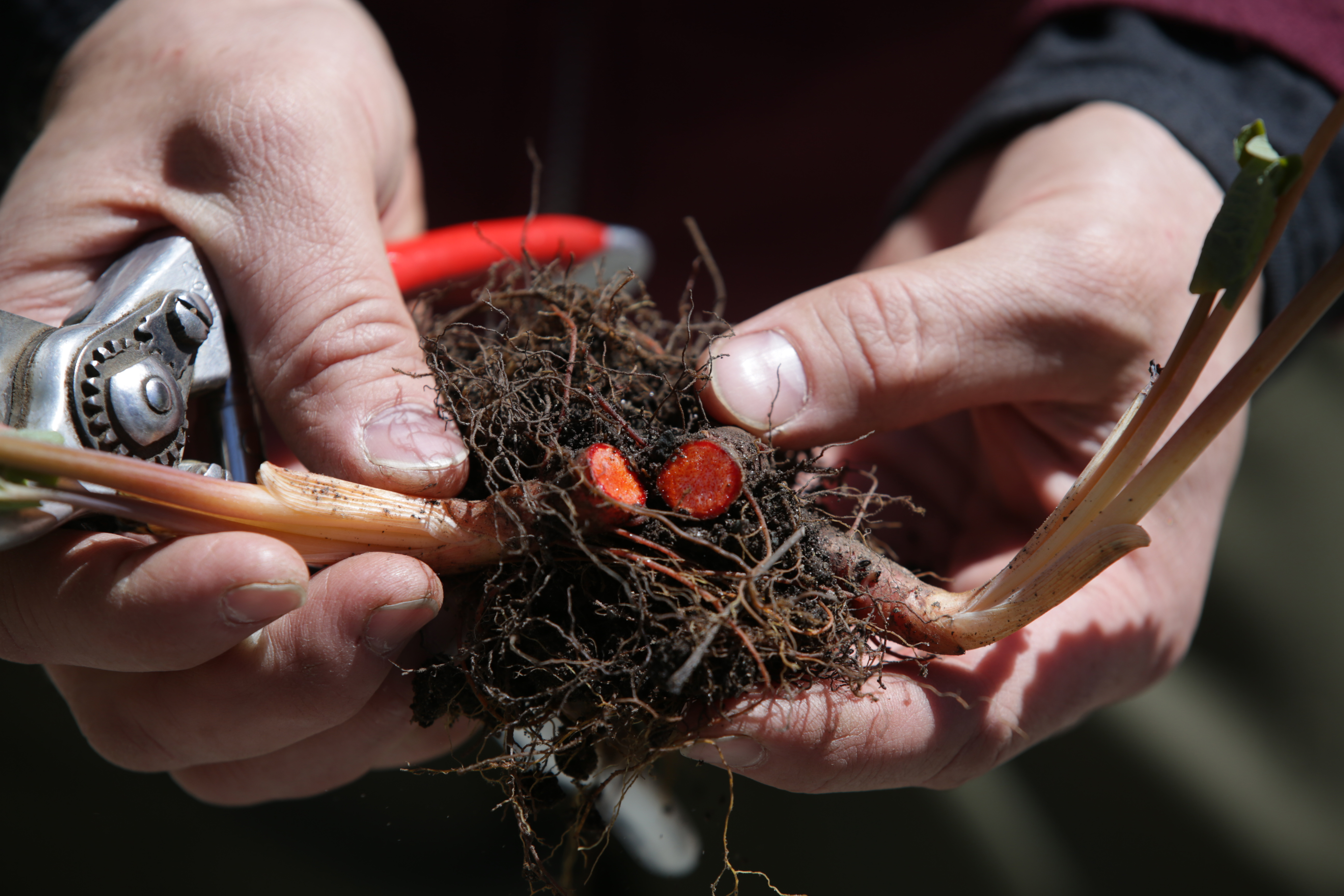 Uli Lorimer, Native Plant Trust’s director of horticulture, holds a bloodroot plant.