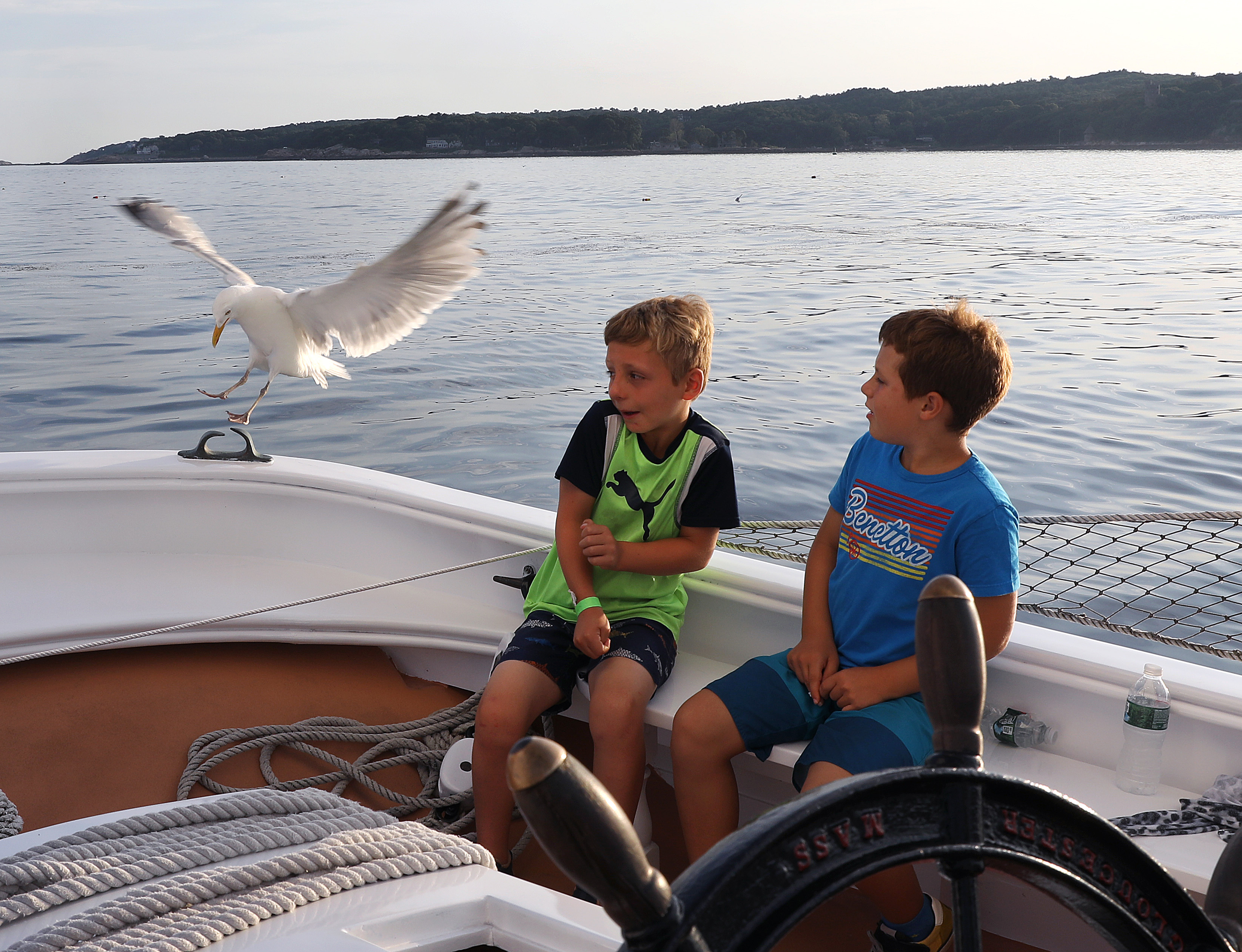 Cousins Mikel Donati (left), 8, of Essex, and Owen Peyla, 8, of Les Arcs, France, got a close-up view of the gull.