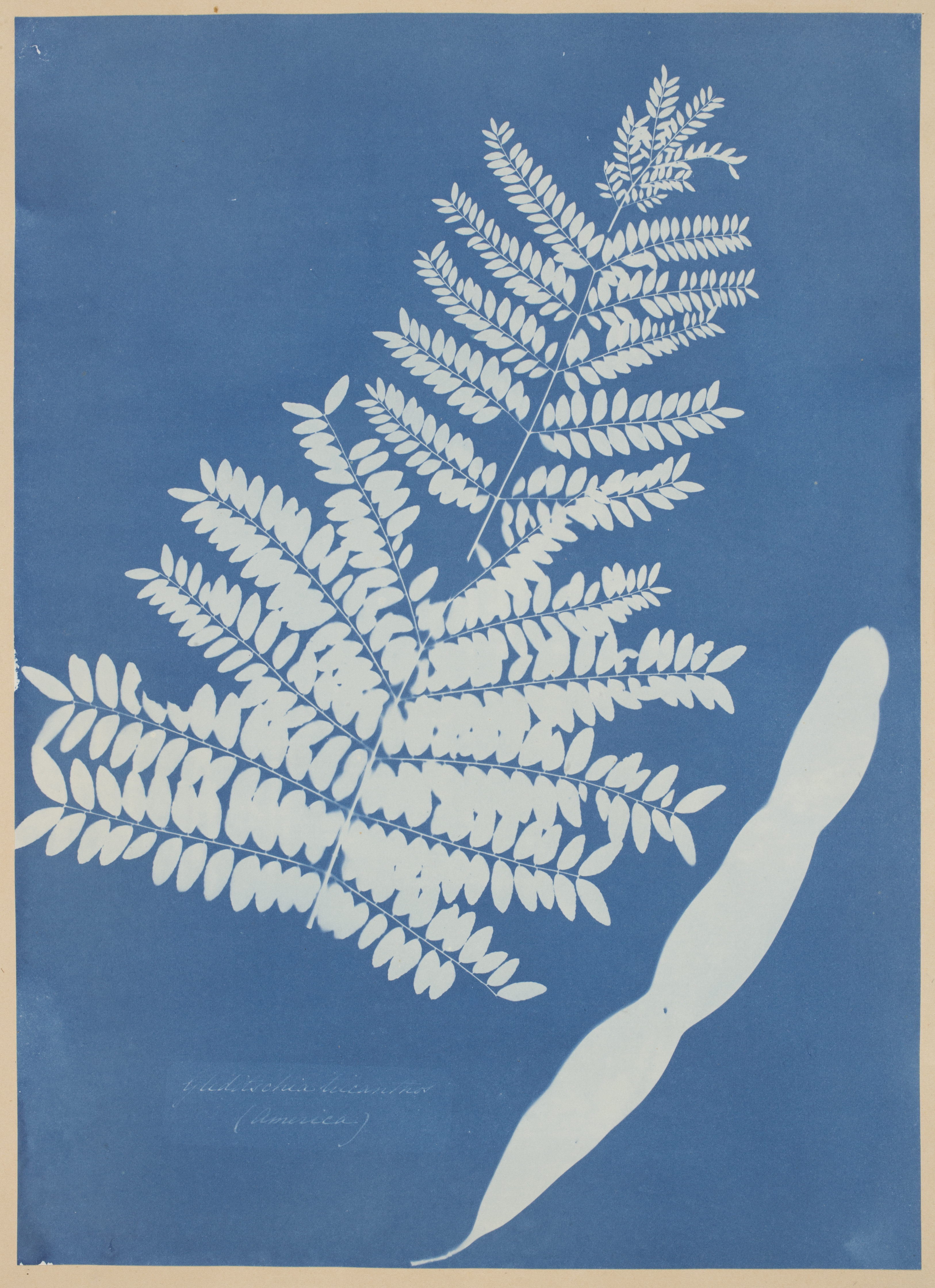 Anna Atkins’s “Honey Locust Leaf Pod.”