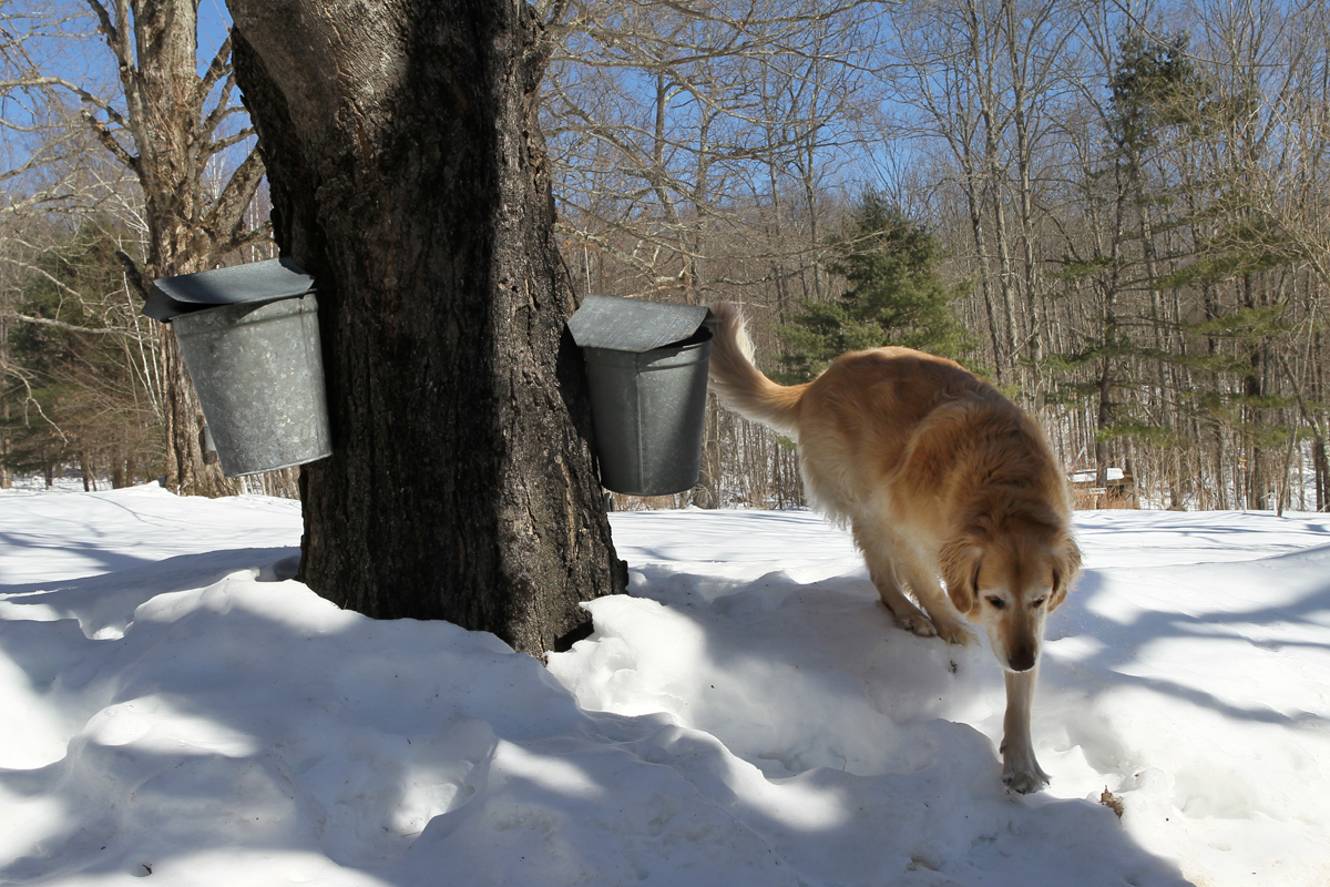 Sasha, a golden retriever, kept watch at Maple Ledge Farm in Sturbridge, where sap is collected from buckets and tubes.