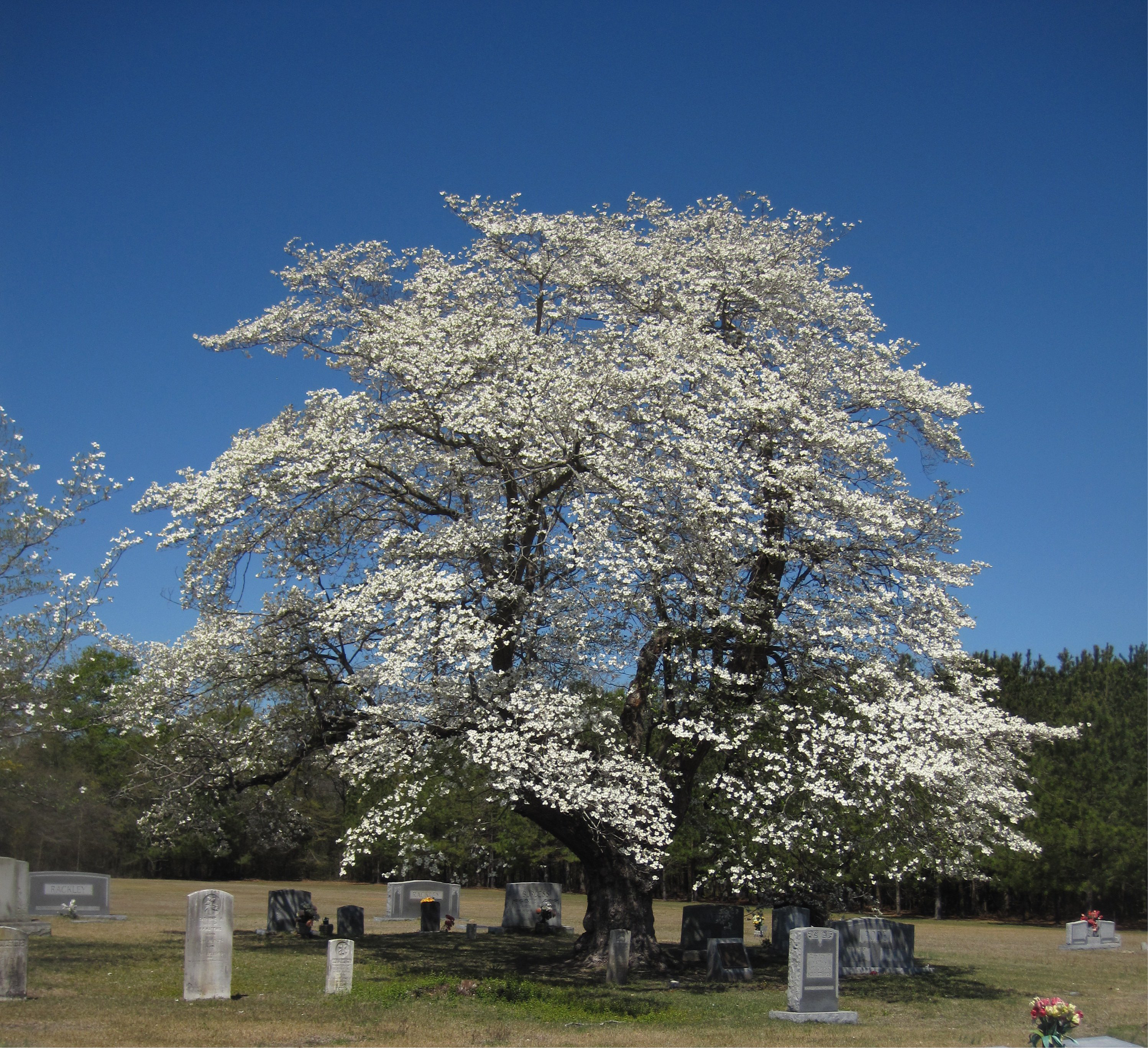 Matthis family tree, North Carolina