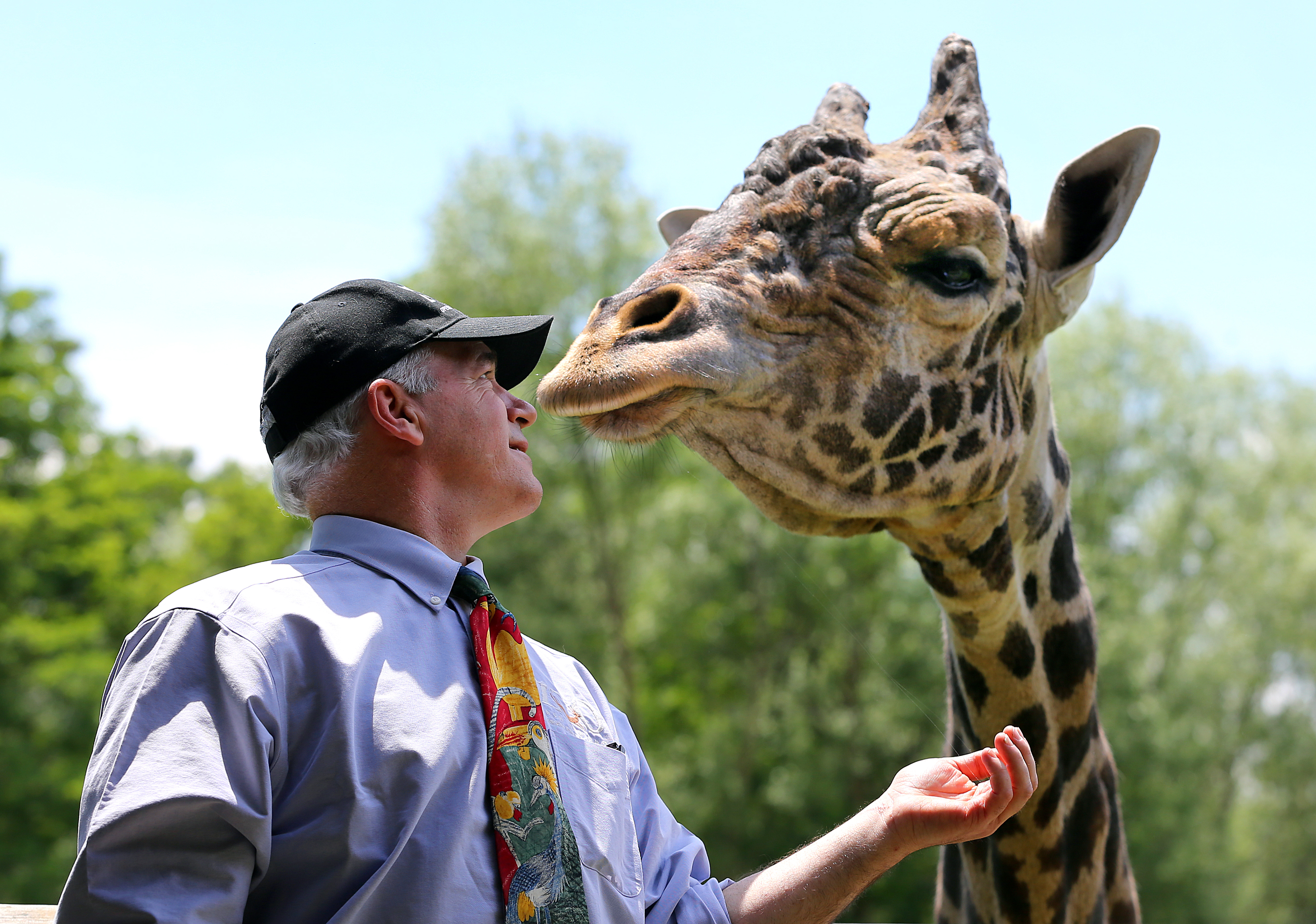Zoo New England director John Linehan says hello to Beau the giraffe.