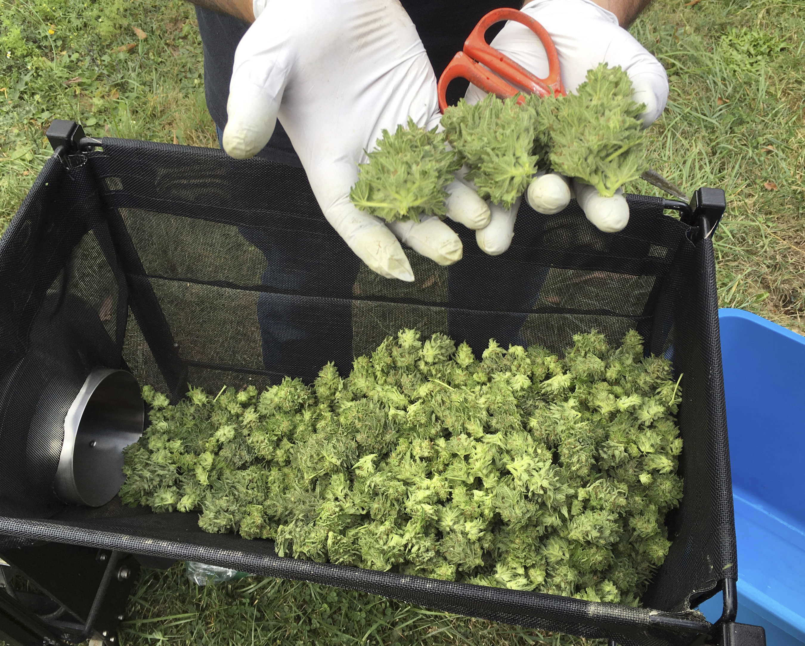 Marijuana buds in Oregon. A new study raises questions about whether breast-feeding women should smoke marijuana.