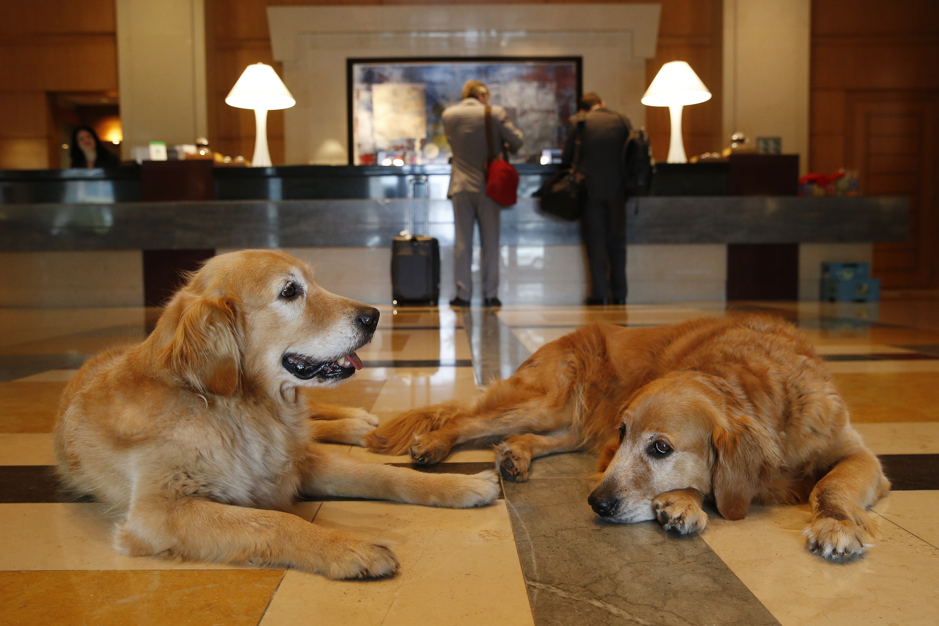 These Boston Hotels Have Gone To The Dogs And The Managers