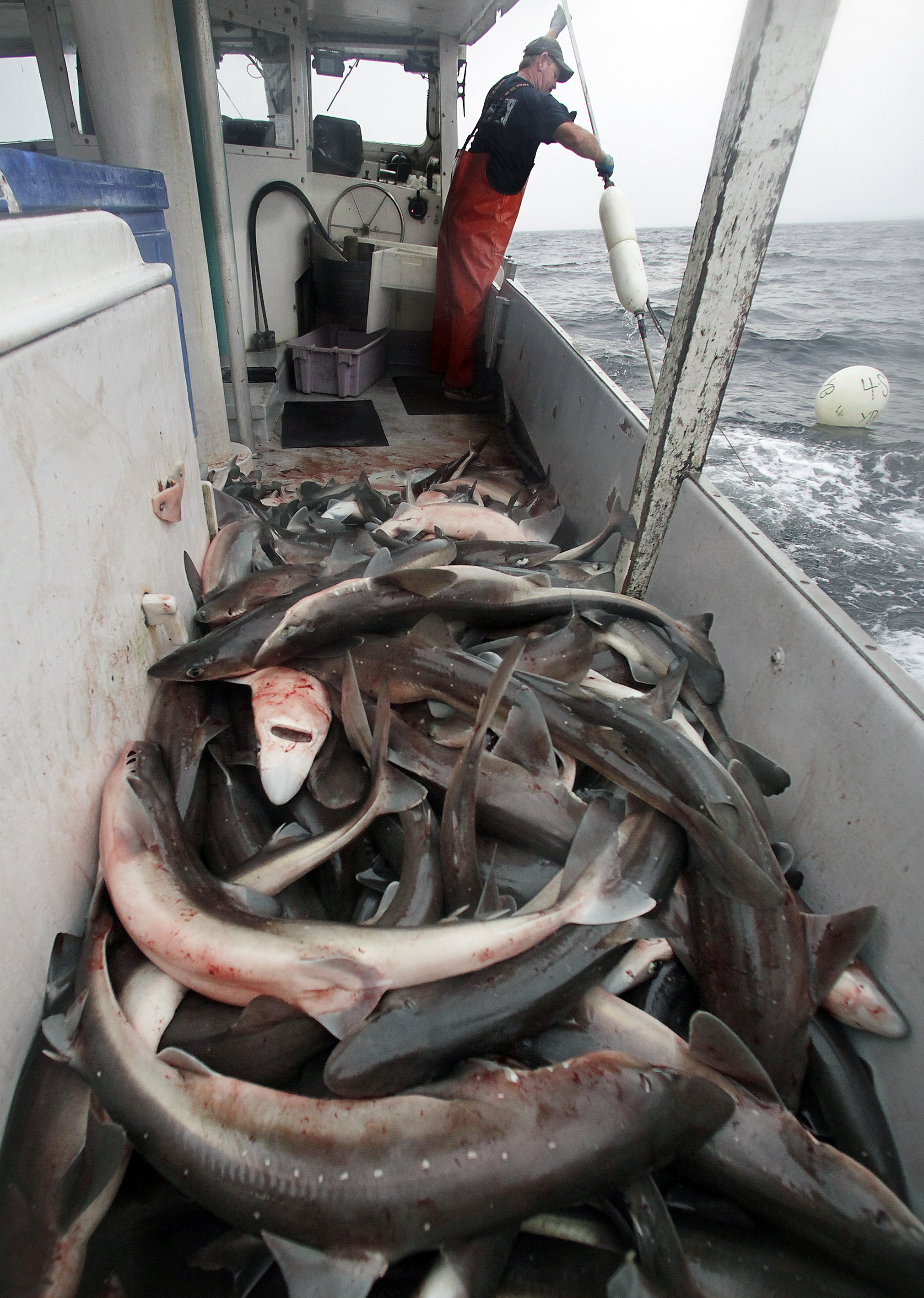 A fisherman working off of Chatham in 2009 pulled in 2,000 pounds of dogfish.