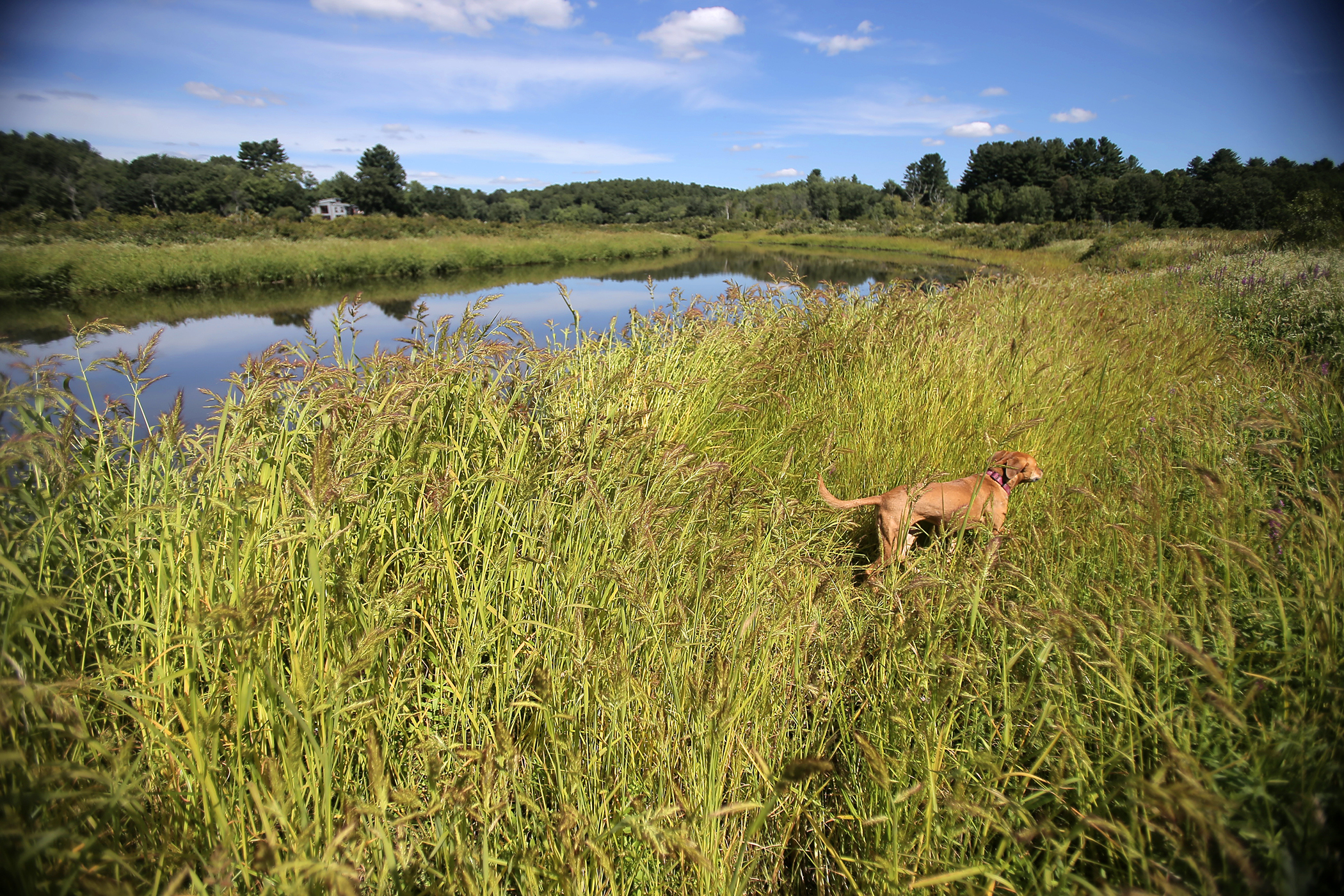 The owner’s dog investigates the banks of the Sudbury River.