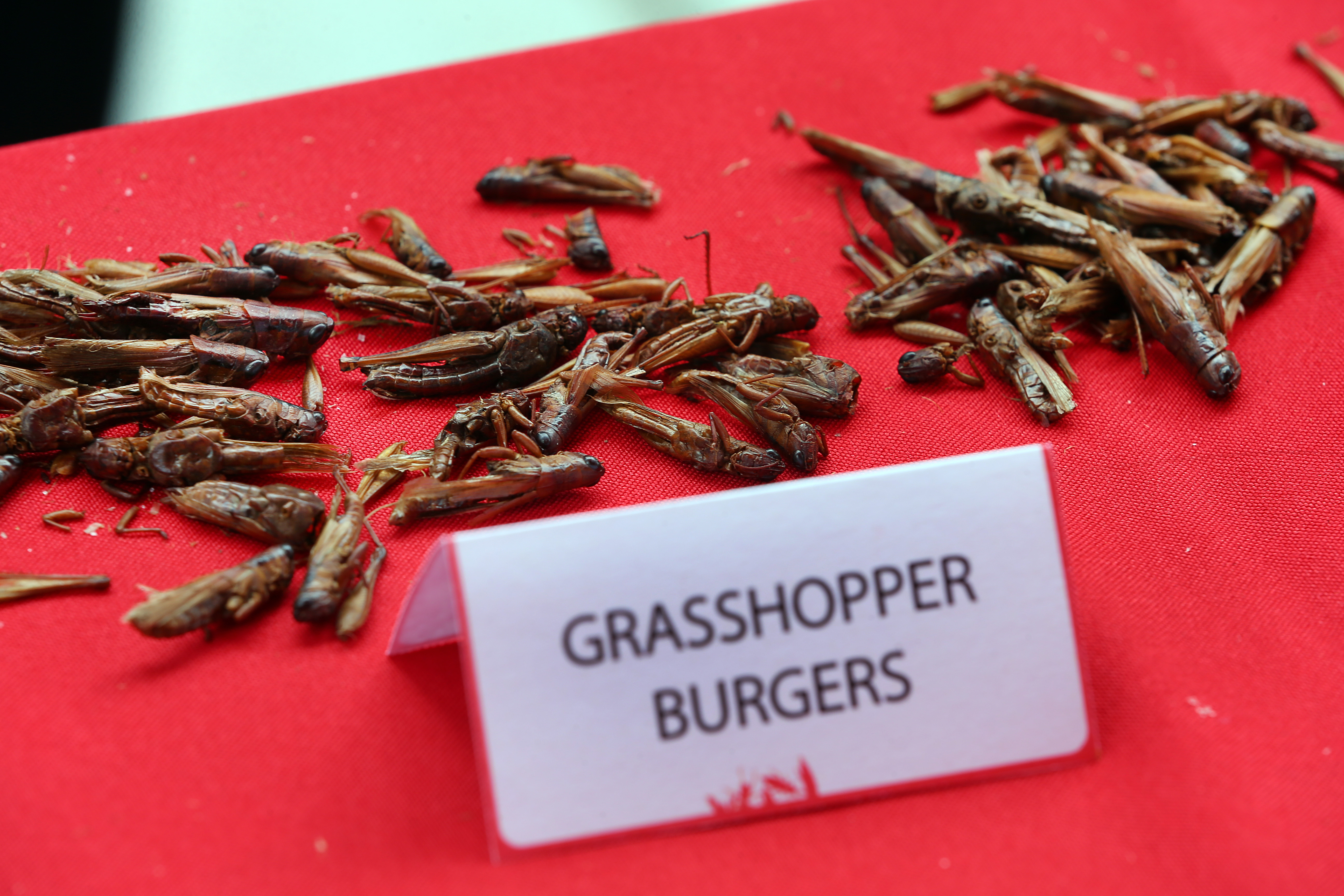 Grasshoppers were displayed on a table.