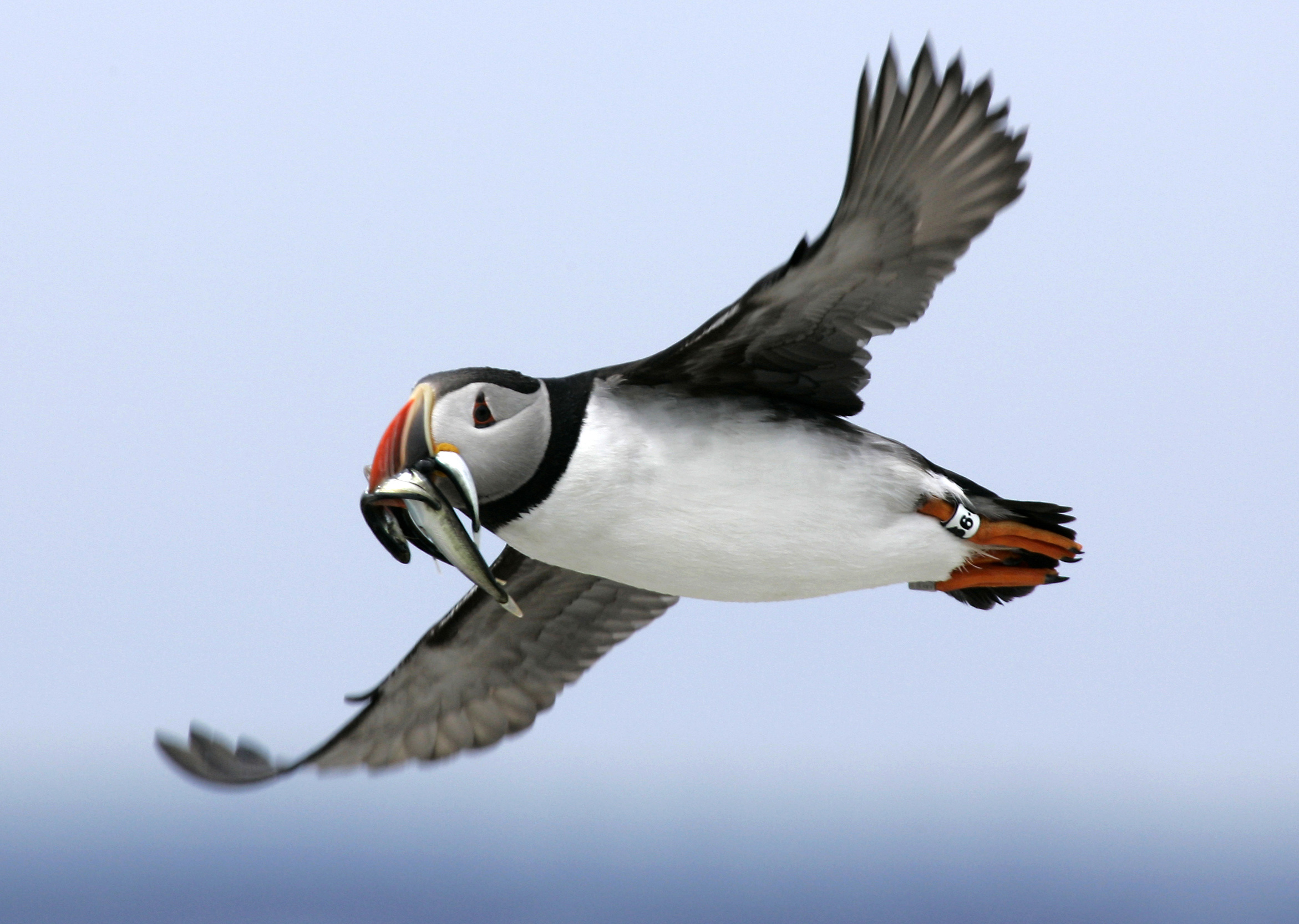 A puffin above Eastern Egg Rock Island, Maine.