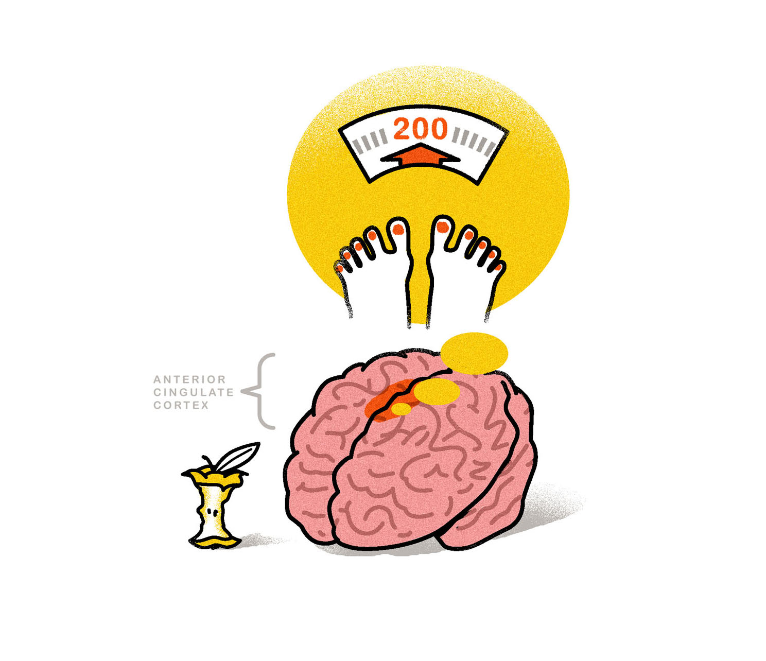 The anterior cingulate cortex regulates conflict that arises as soon as you want that piece of chocolate. It notices craving and sends signals predicting what will happen if you do eat the chocolate and what will happen if you don’t.