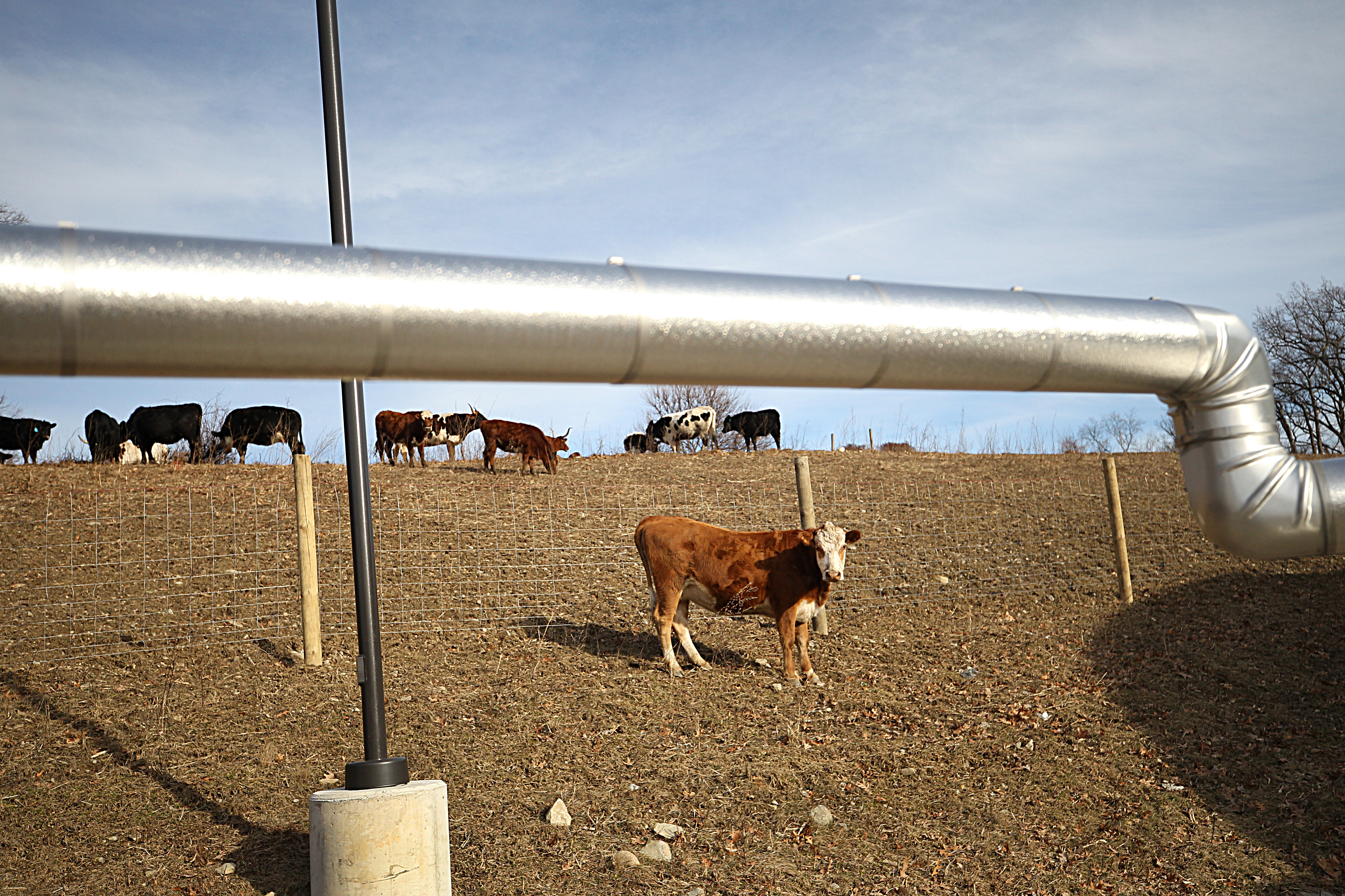 Cows grazed near the vents which carry methane gas at Vanguard Renewables.