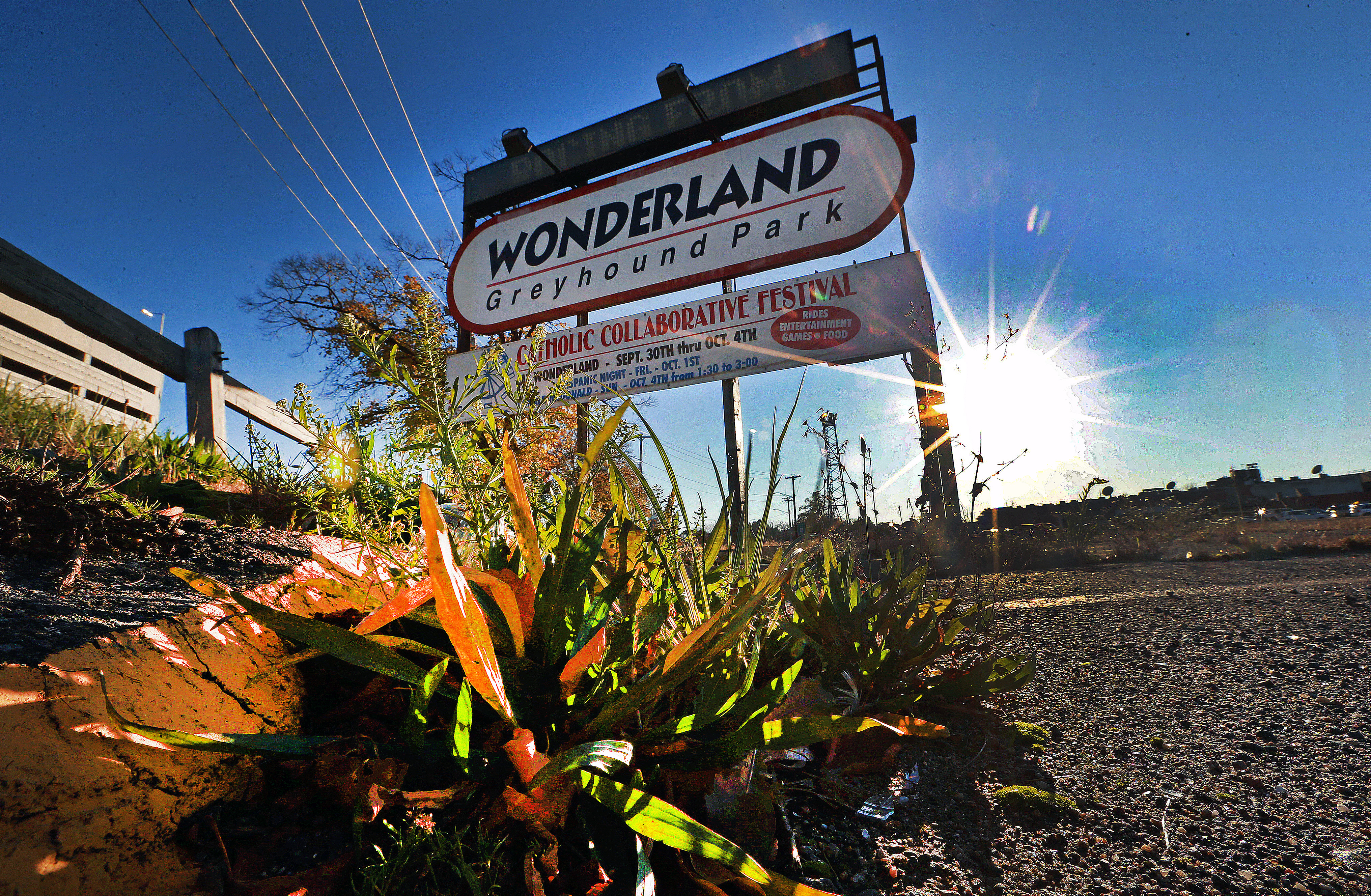 Weeds in a crumbling parking lot next to Wonderland Park.