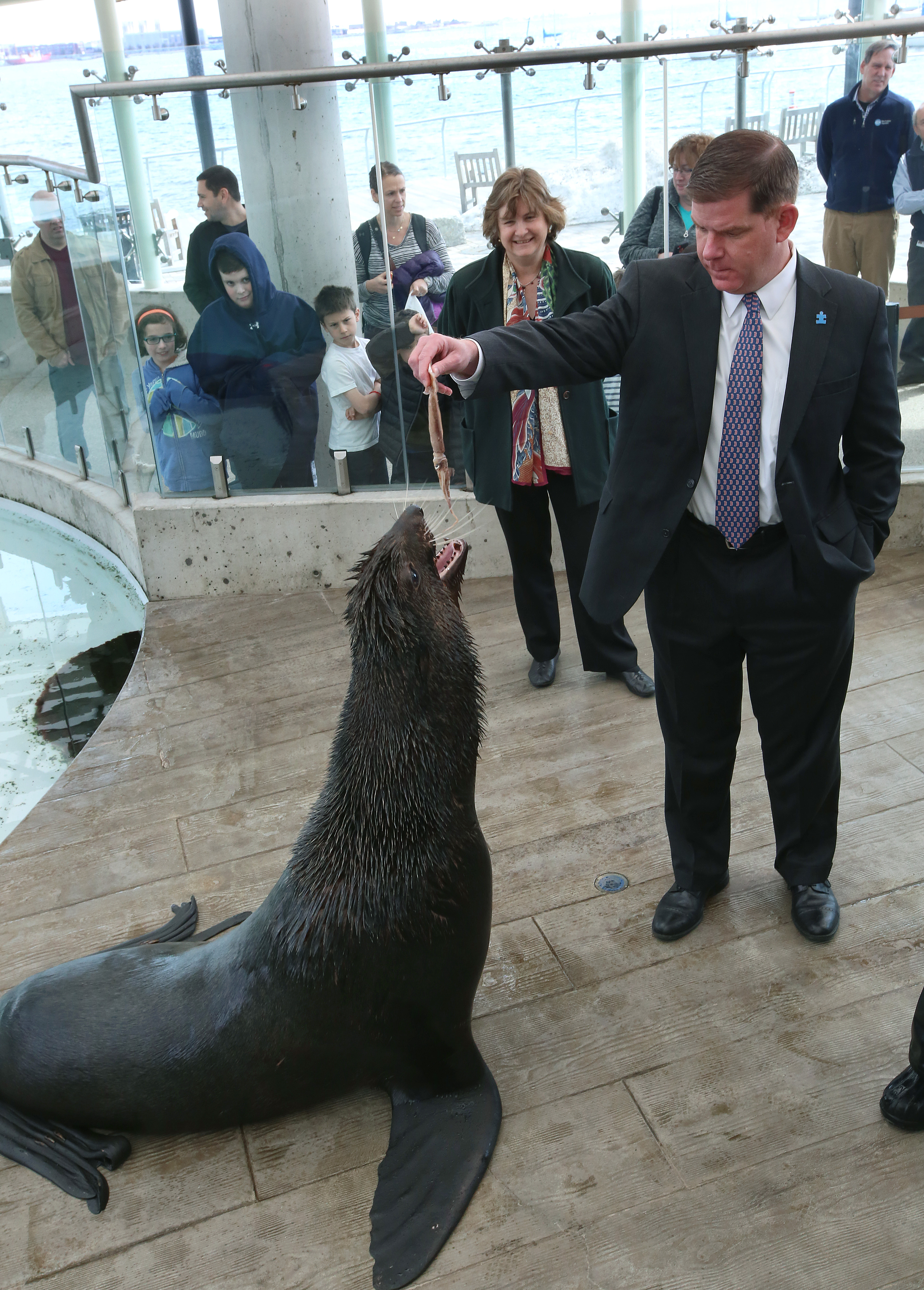 “Commander,” a northern fur seal, was fed squid by Mayor Martin J. Walsh in April 2015.