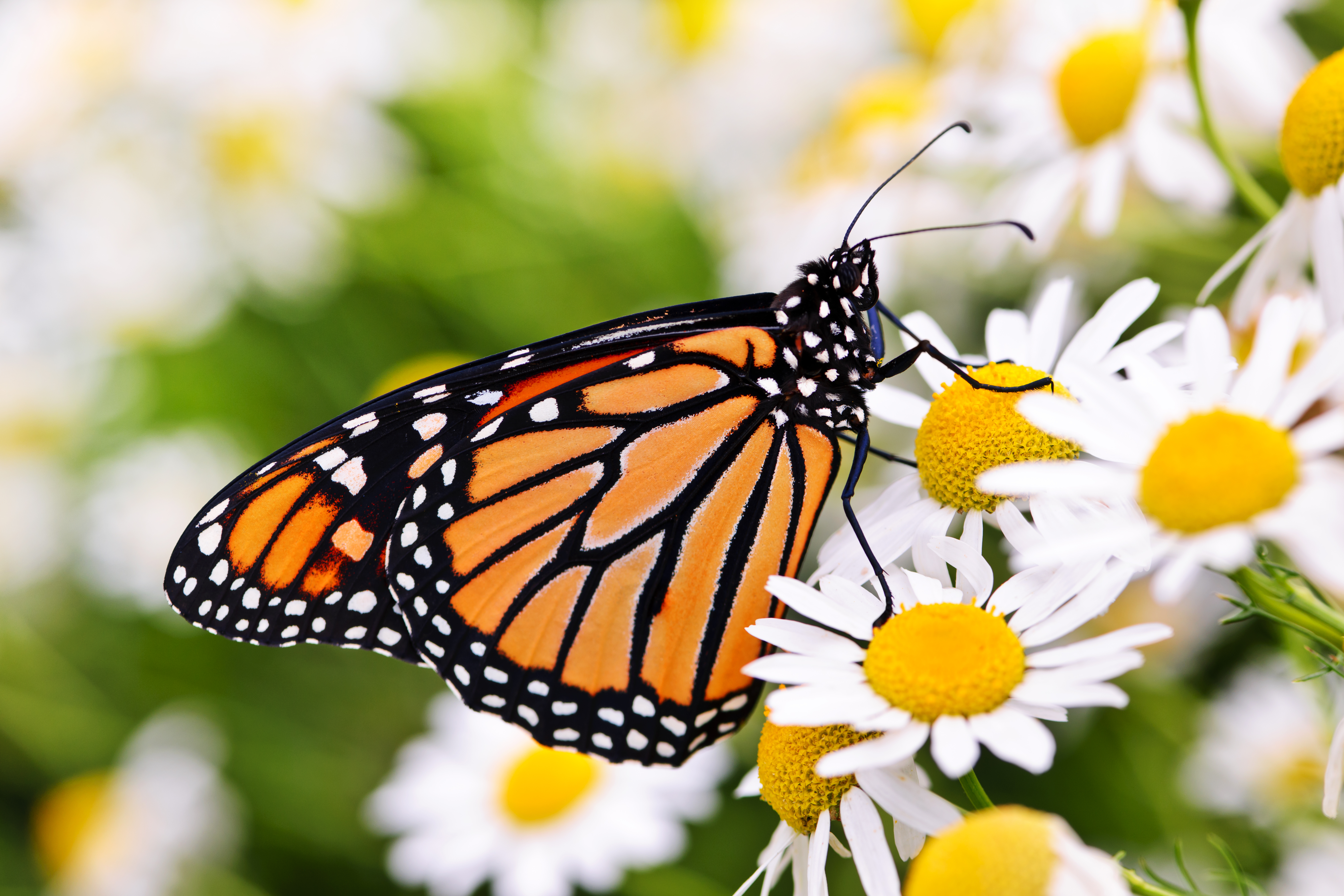 A Monarch butterfly.