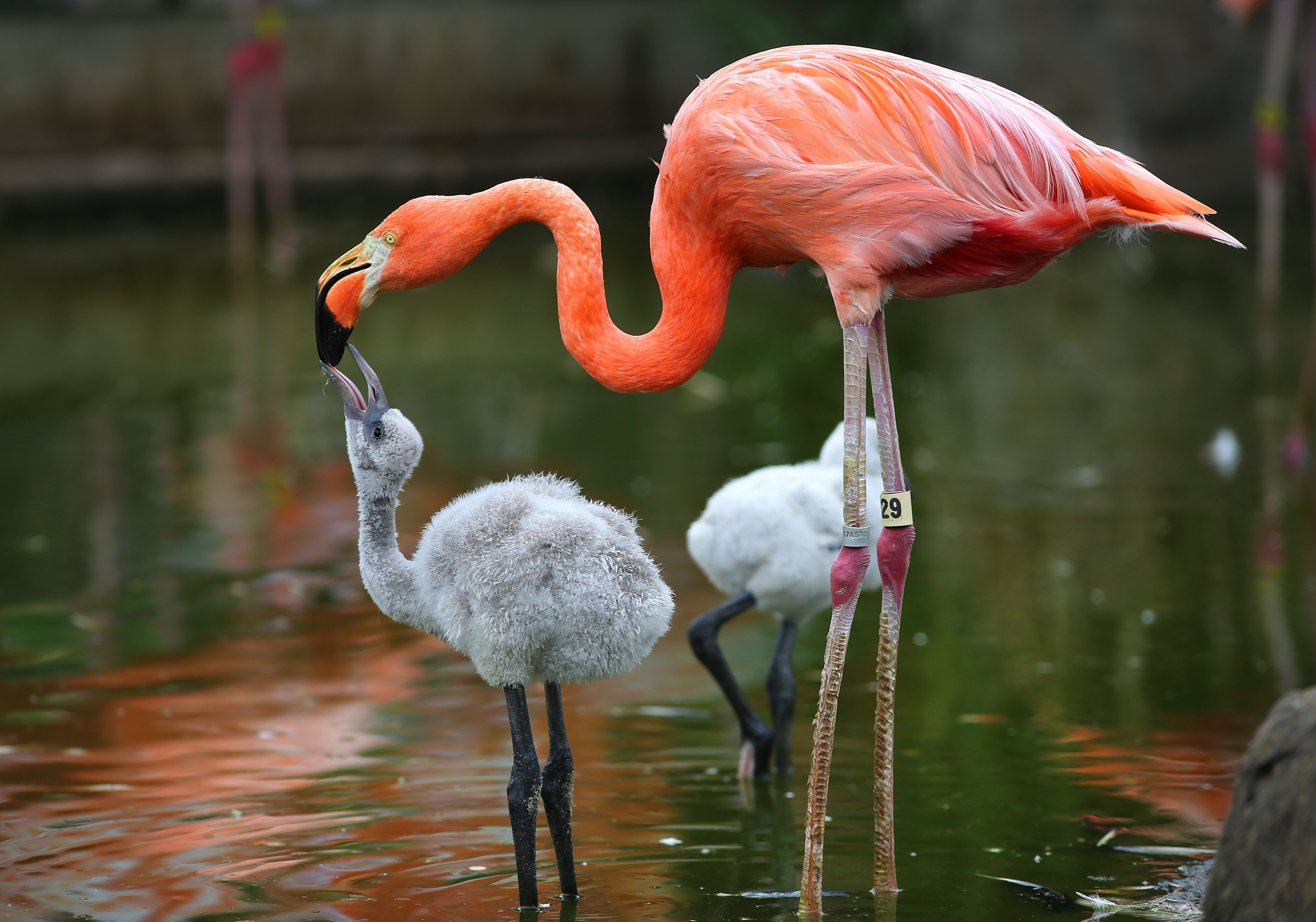 Stone Zoo’s Caribbean flamingo feeds a baby.
