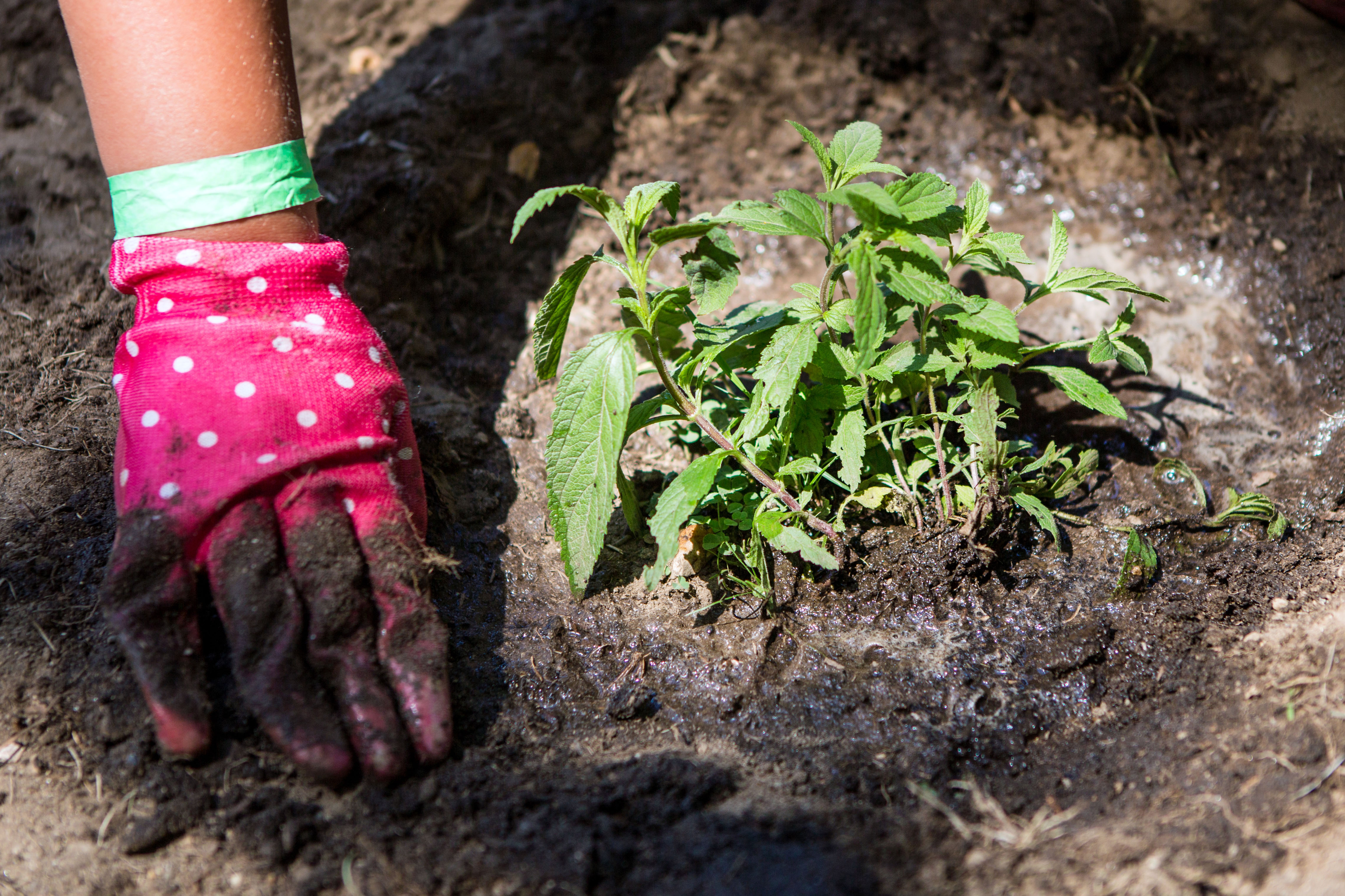 Digging in the dirt at the Waltham YMCA.