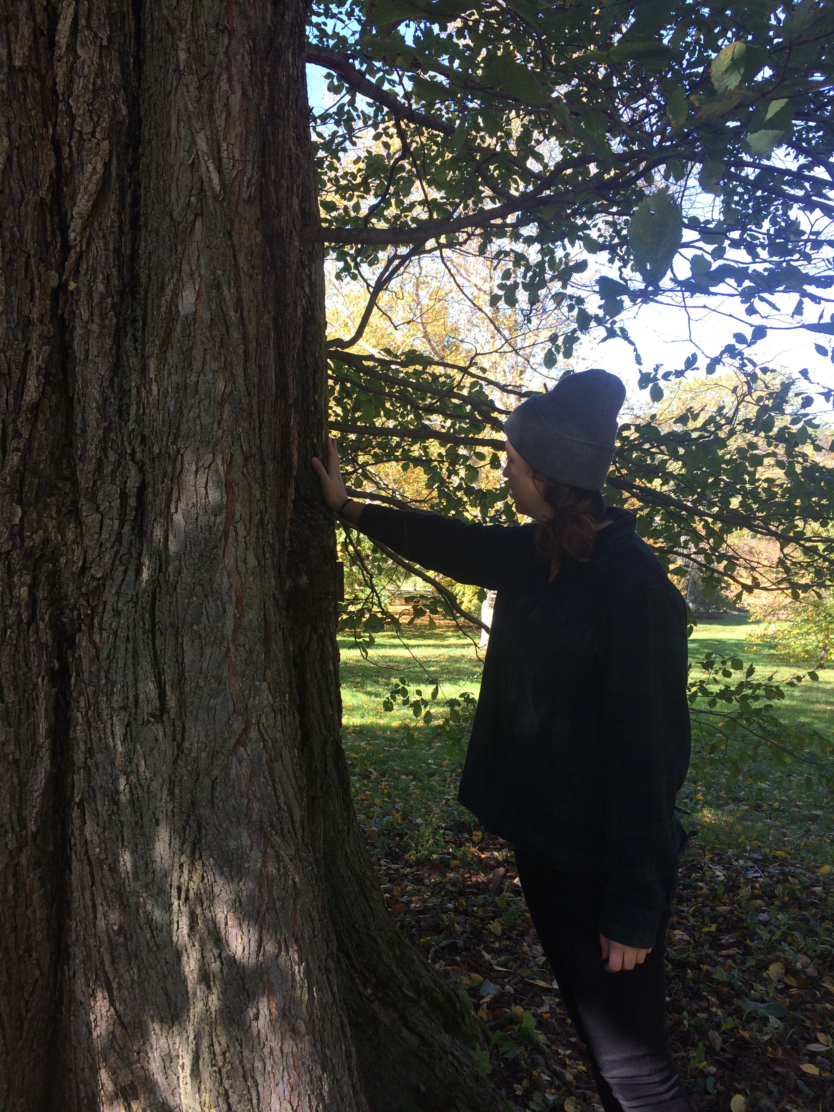 Annie Meyer, a woodworker and teacher from Watertown, touches an Arnold Arboretum tree last October.