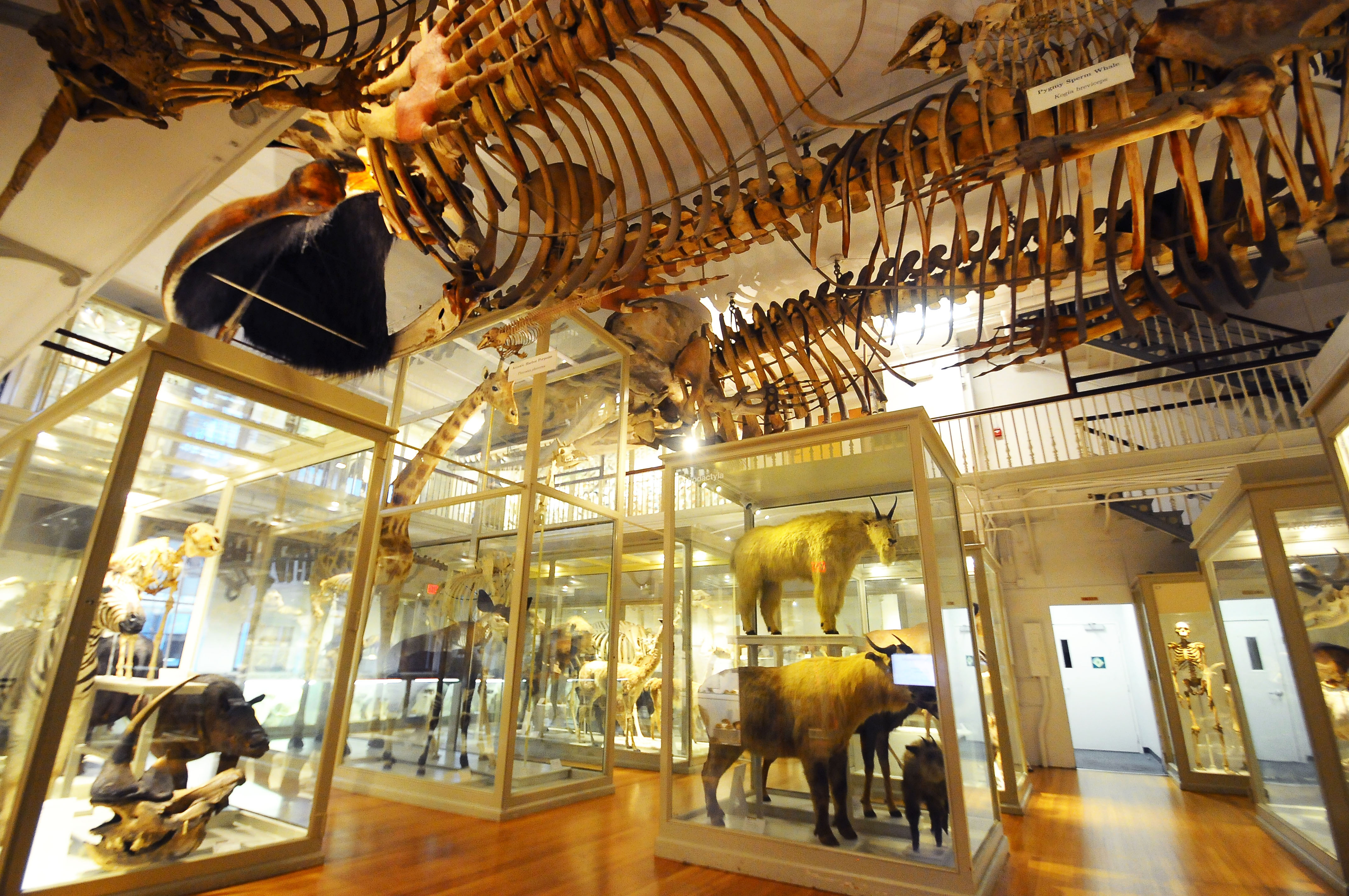Among Cambridge’s most visited attractions, the Harvard Museum of Natural History has three whale skeletons and a 15-foot giraffe.