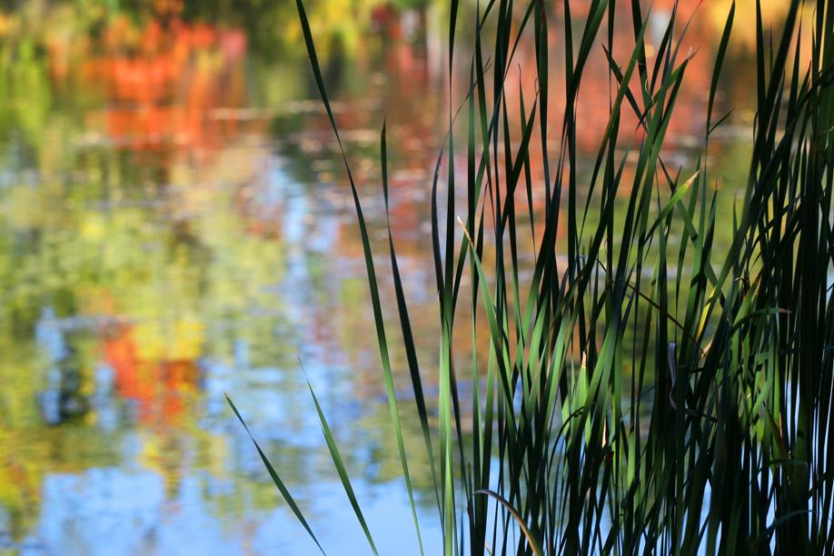 Fall colors reflect in Salisbury Pond at Institute Park across from Worcester Polytechnic Institute.