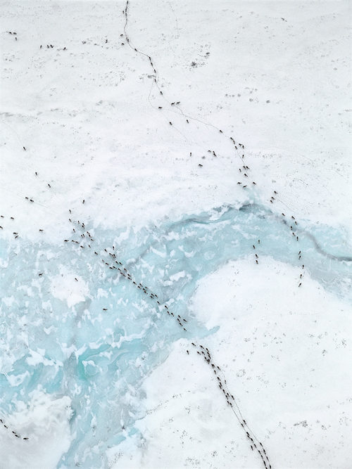 Subhankar Banerjee’s “Caribou Migration I.’’