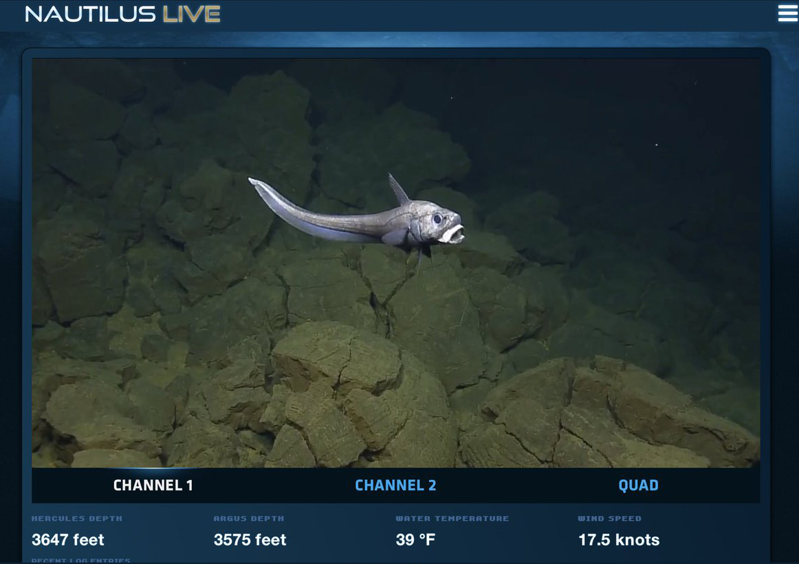 A rattail fish under the sea off Hawaii.